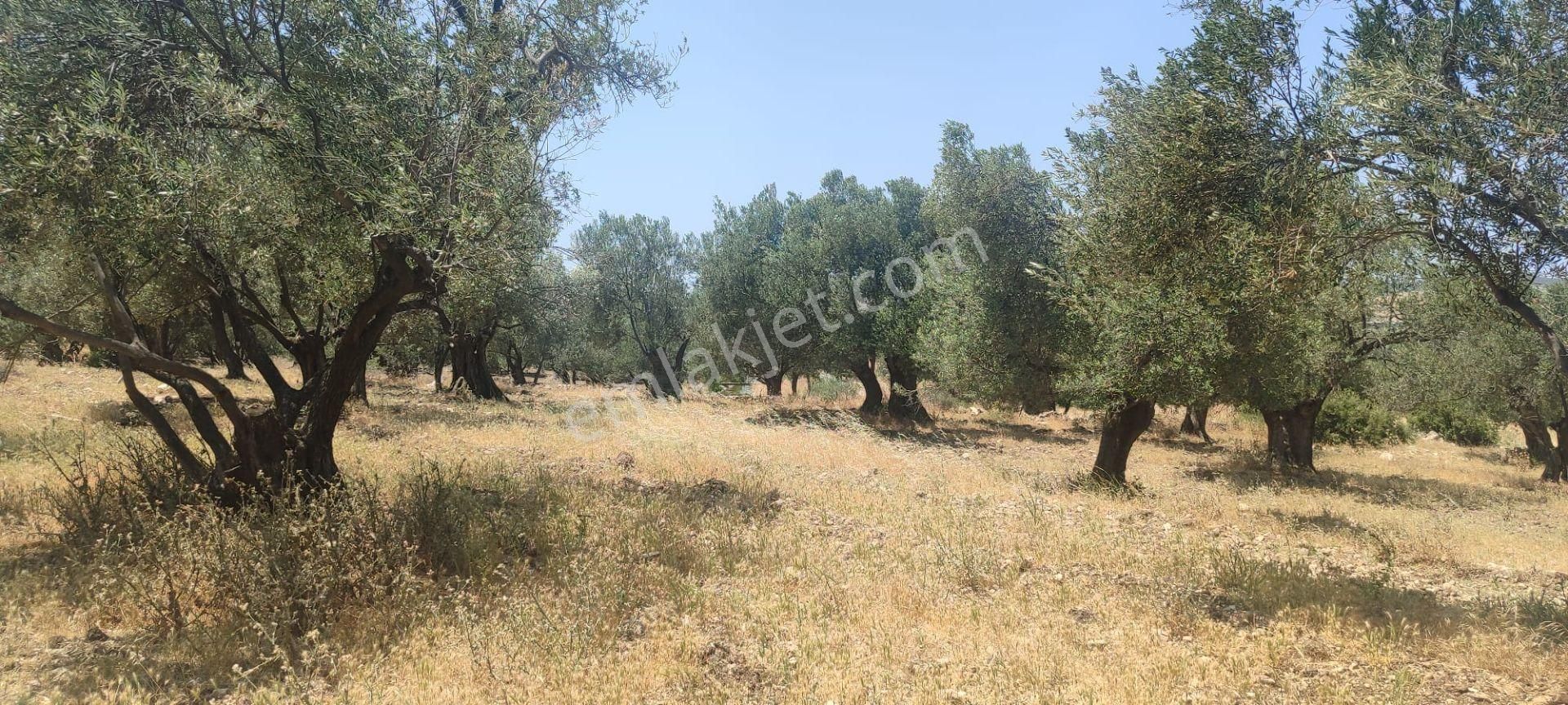 🫒 Ayvalık / Gazikemalpaşa – 6.478 M² Tapulu Zeytinlik | Satılık Yatırım Fırsatı - Görsel 8