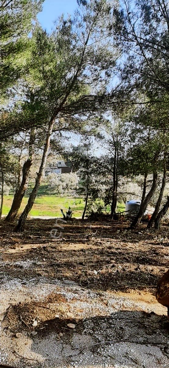 Yazıbaşında Doğa Harikası Bahçe - Görsel 13