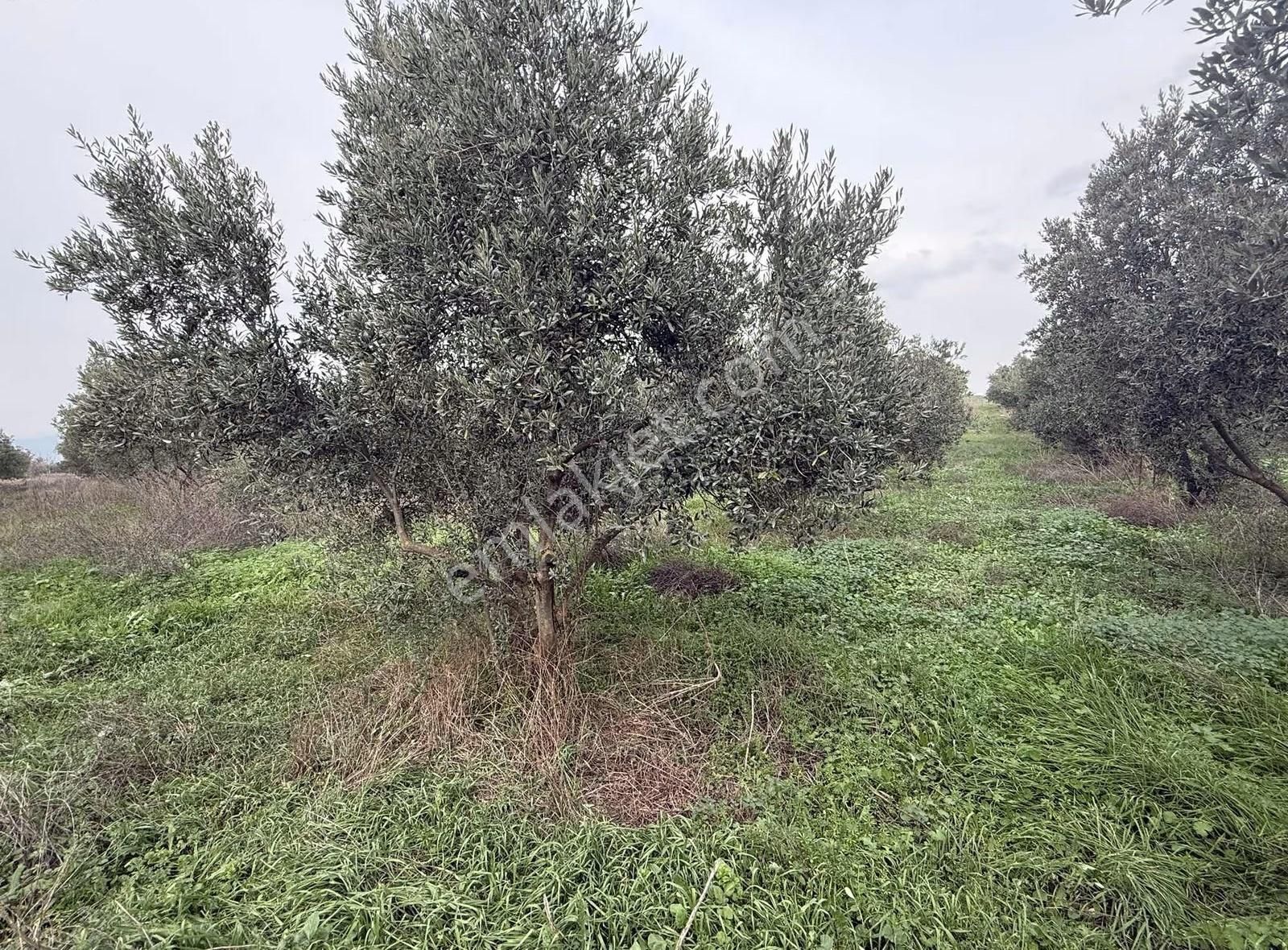 Pek Emlaktan 180 Adet Ağaçlı Satılık Zeytin Bahçesi - Görsel 23