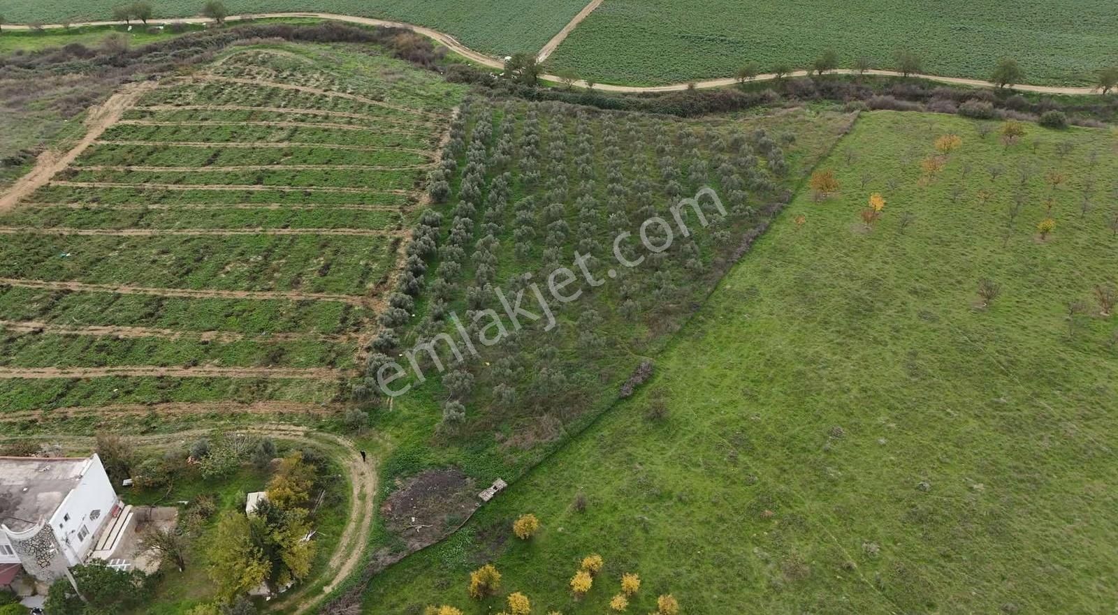 Pek Emlaktan 180 Adet Ağaçlı Satılık Zeytin Bahçesi - Görsel 8