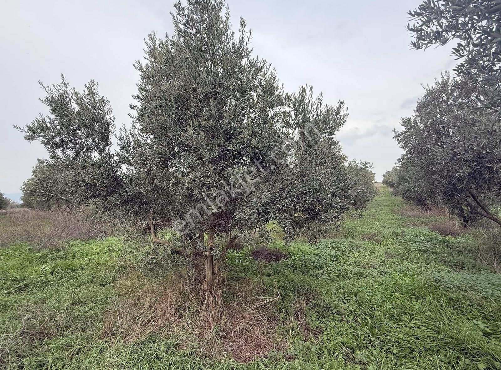 Pek Emlaktan 180 Adet Ağaçlı Satılık Zeytin Bahçesi - Görsel 15