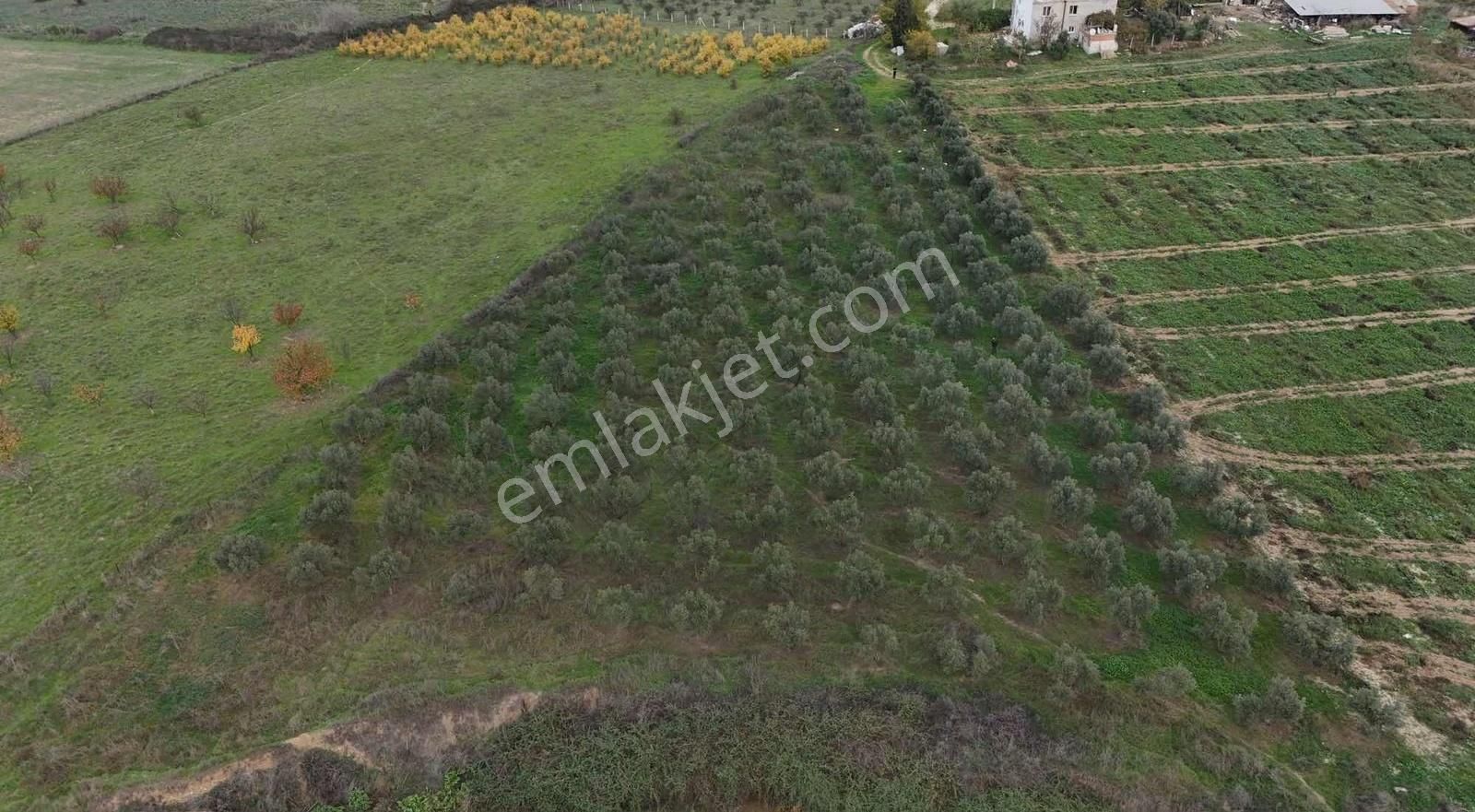 Pek Emlaktan 180 Adet Ağaçlı Satılık Zeytin Bahçesi - Görsel 24