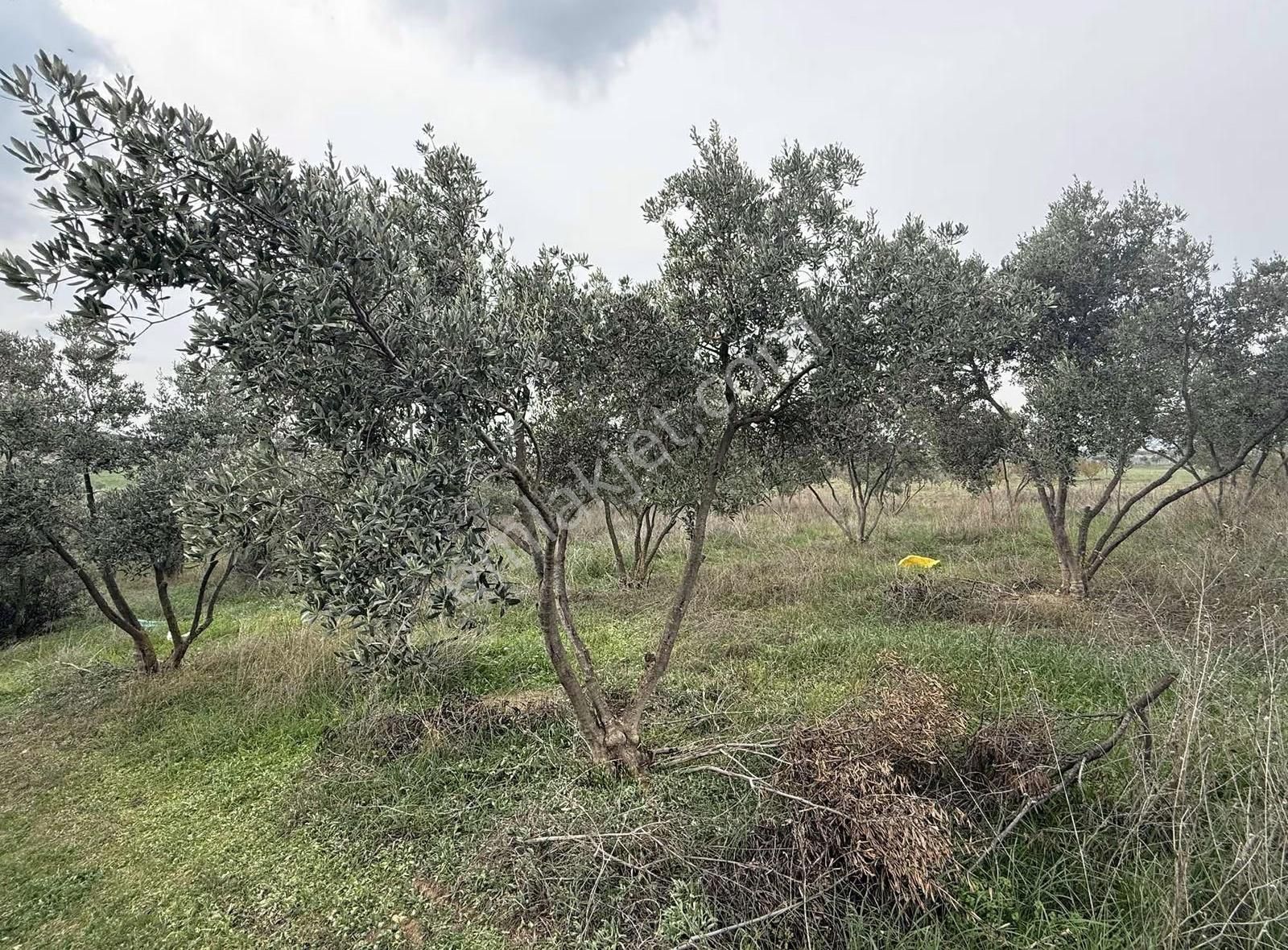 Pek Emlaktan 180 Adet Ağaçlı Satılık Zeytin Bahçesi - Görsel 7