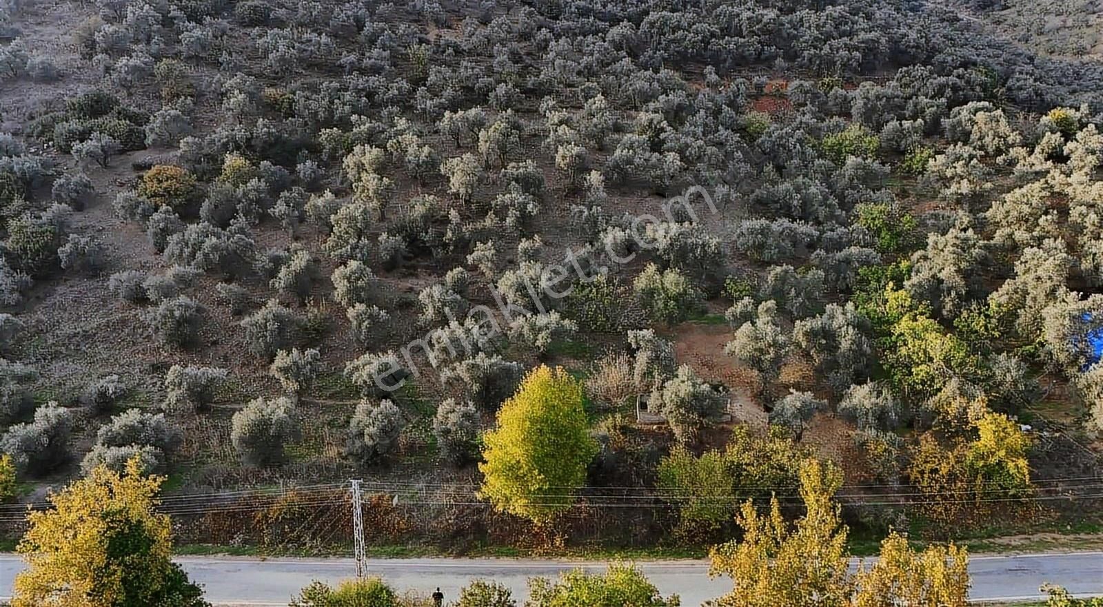 Pek Emlaktan Başköyde 11500 M2 Asfalt Kenarı Satılık Zeytinlik - Görsel 10