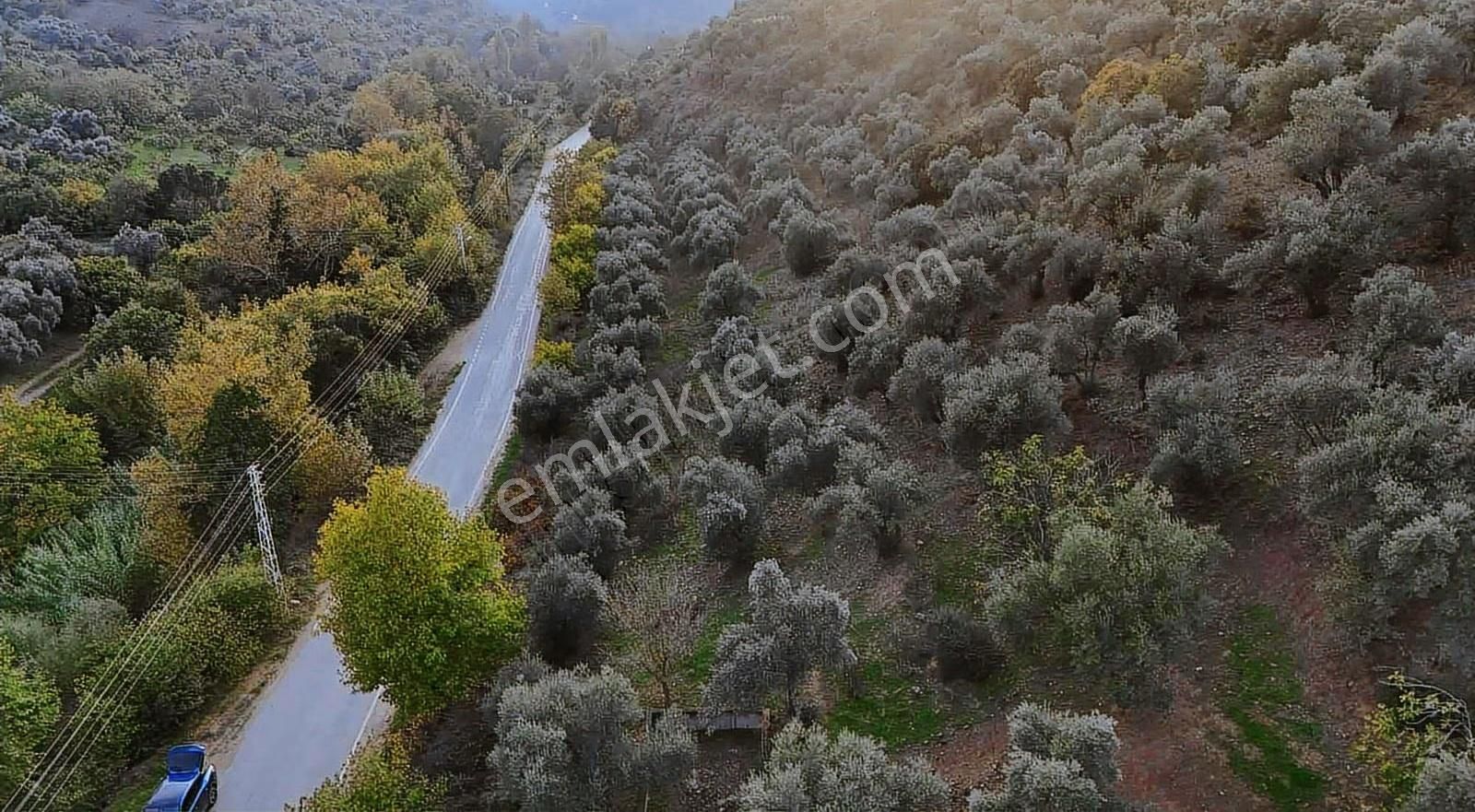 Pek Emlaktan Başköyde 11500 M2 Asfalt Kenarı Satılık Zeytinlik - Görsel 16