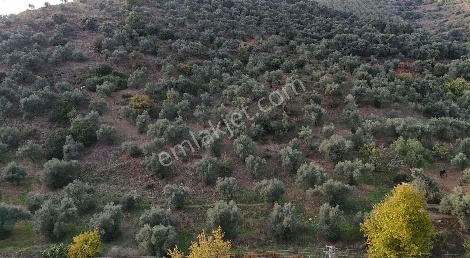 Pek Emlaktan Başköyde 11500 M2 Asfalt Kenarı Satılık Zeytinlik - Görsel 14