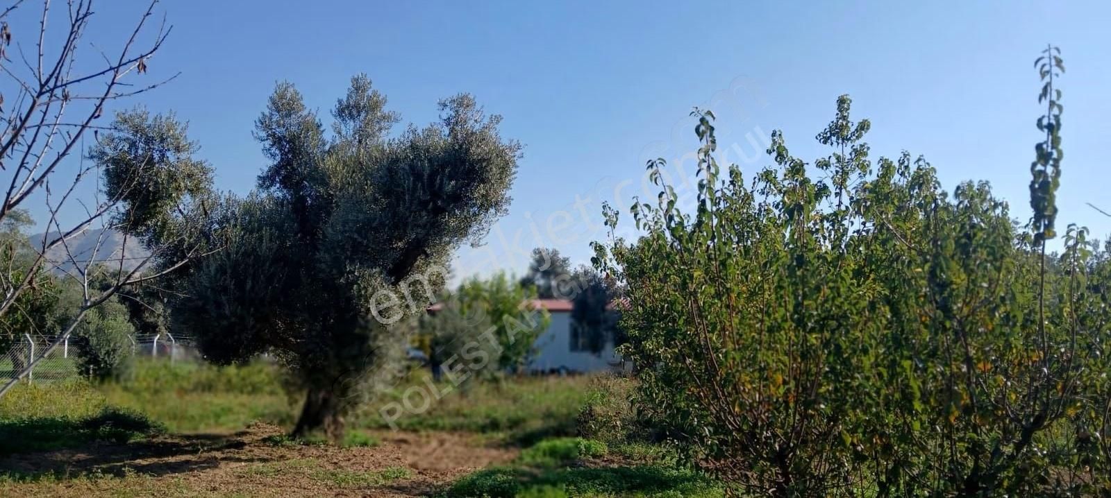 Karabağ'da Muhteşem İncir- Zeytin Bahçesi - Görsel 6