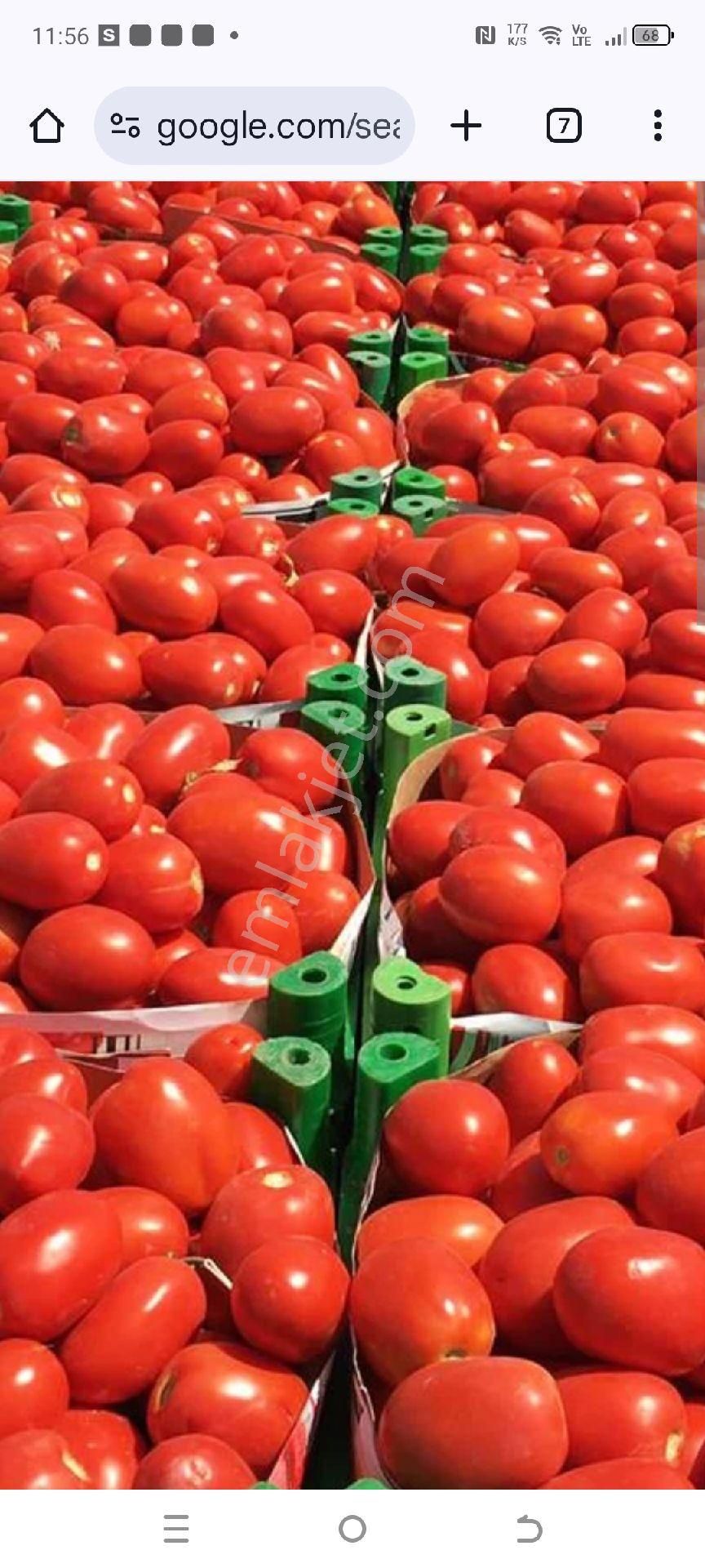 My Ekip Bursa Karacabey Teknosab Subaşı Yatirim Merkezi. - Görsel 17