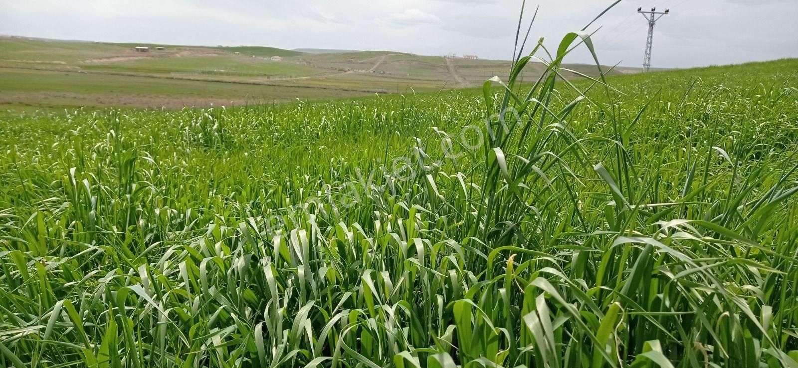 My Ekip Bursa Karacabey Teknosab Subaşı Yatirim Merkezi. - Görsel 30