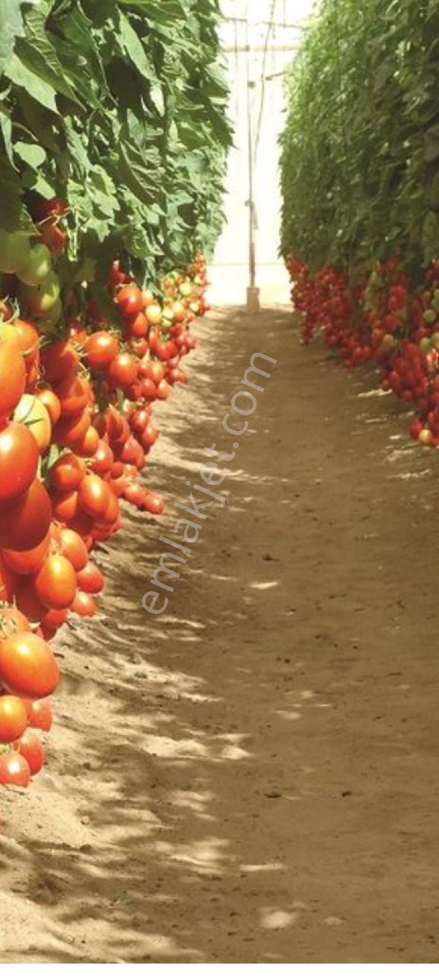 My Ekip Bursa Karacabey Teknosab Subaşı Yatirim Merkezi. - Görsel 26