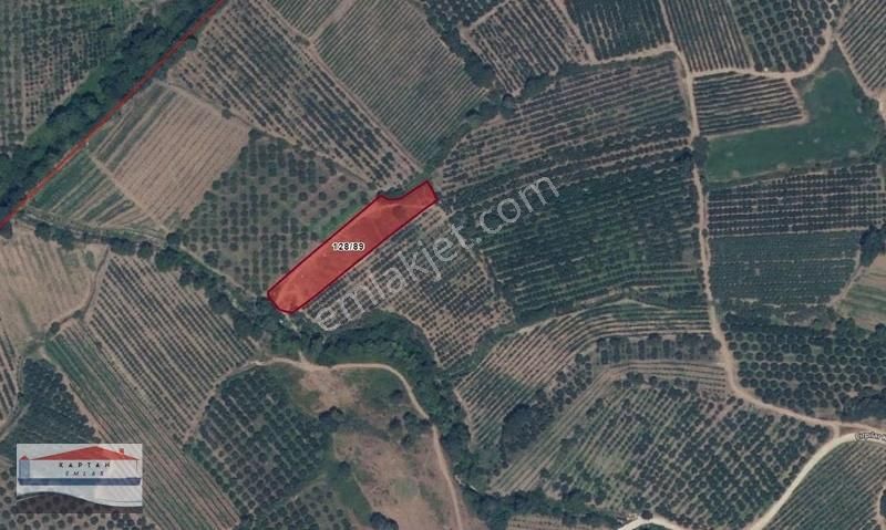 Çanakkale, Bayramiç, Çırpılar Köyü, Satılık 3076 M2 Tarla - Görsel 2