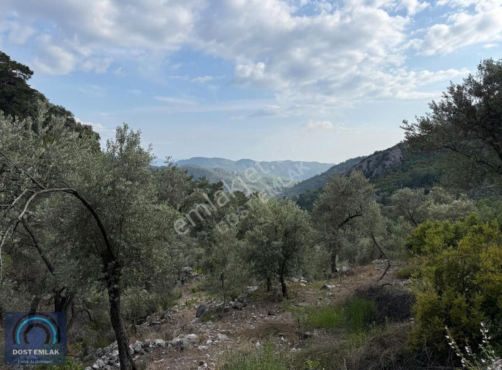 Fethiye İnlicede 2371m² Tek Tapu İki Kat İmarlı Zeytinlik - Görsel 8