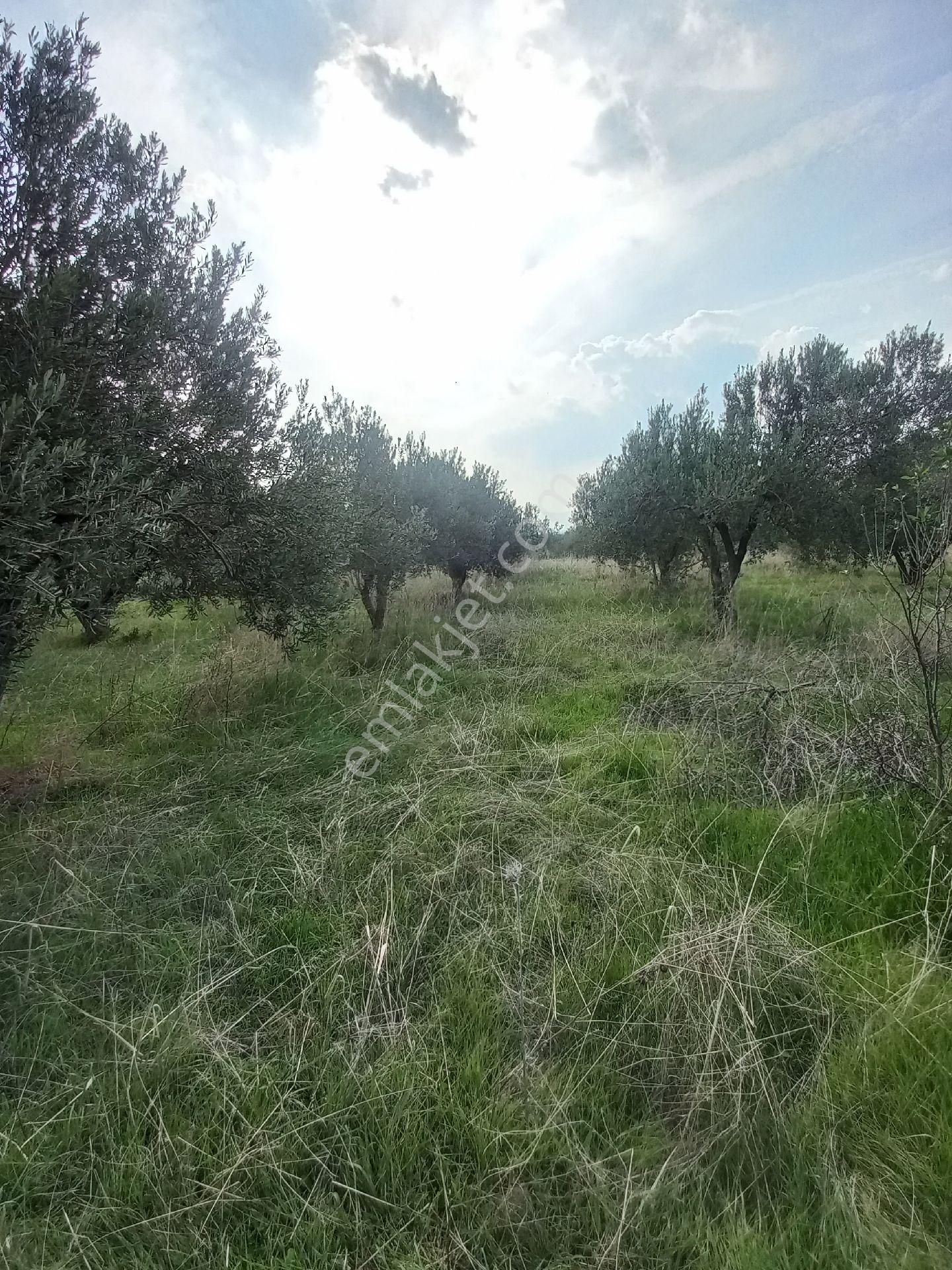 Satılık Müstakiltapu Zeytinlik - Görsel 23