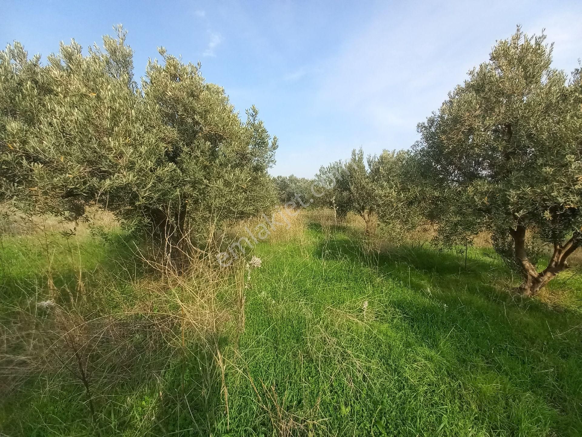 Satılık Müstakiltapu Zeytinlik - Görsel 25