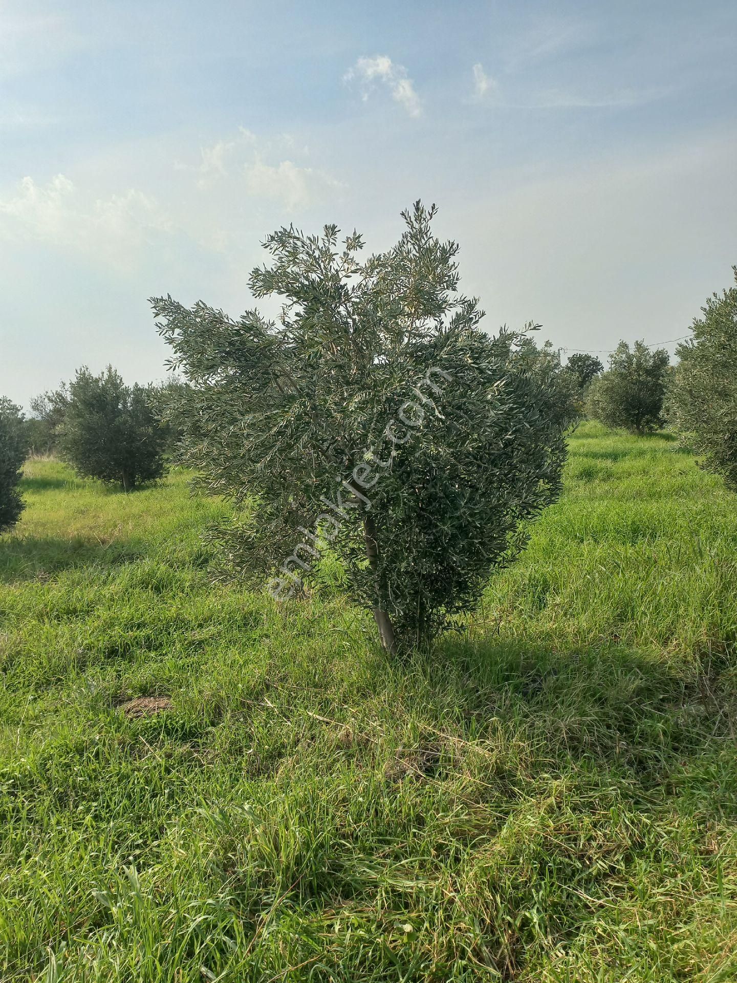 Satılık Müstakiltapu Zeytinlik - Görsel 4