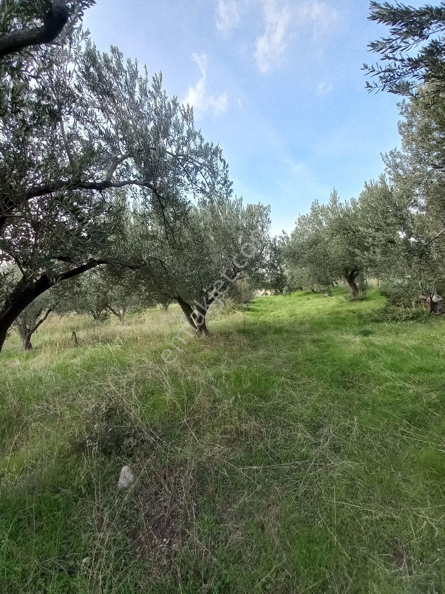 Satılık Müstakiltapu Zeytinlik - Görsel 20