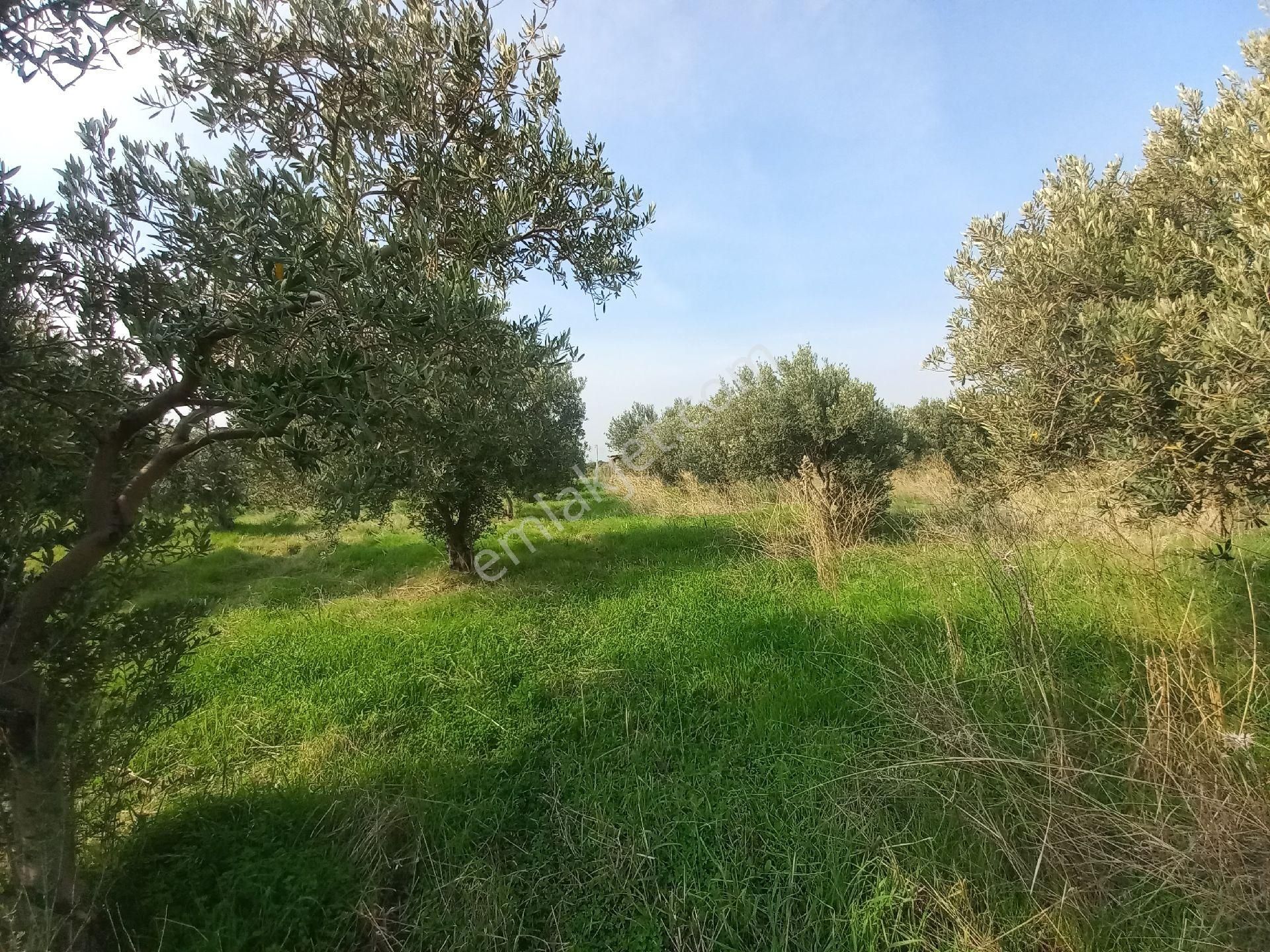 Satılık Müstakiltapu Zeytinlik - Görsel 26