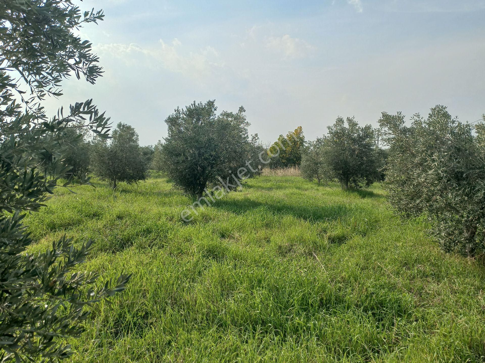 Satılık Müstakiltapu Zeytinlik - Görsel 3