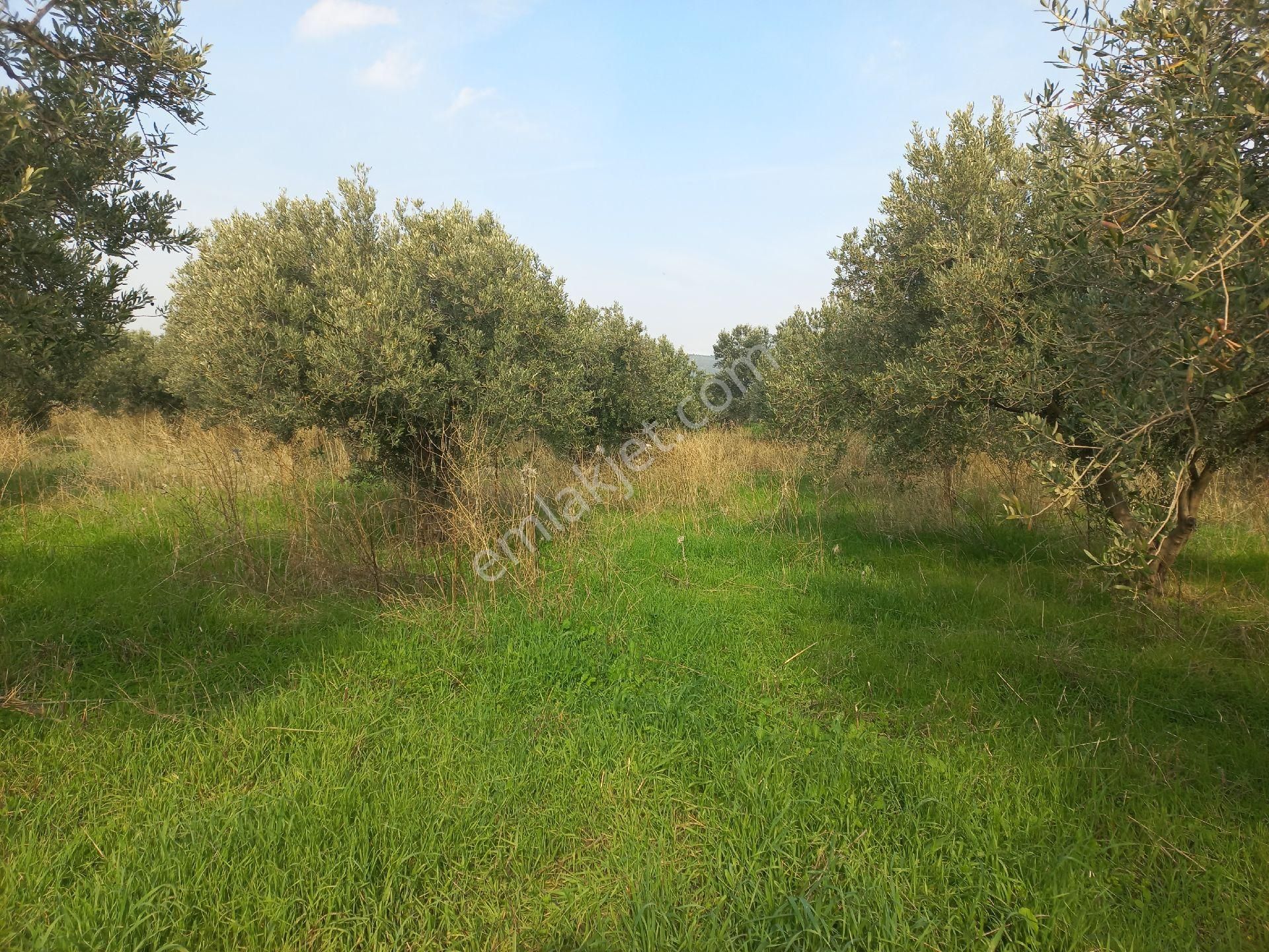 Satılık Müstakiltapu Zeytinlik - Görsel 9