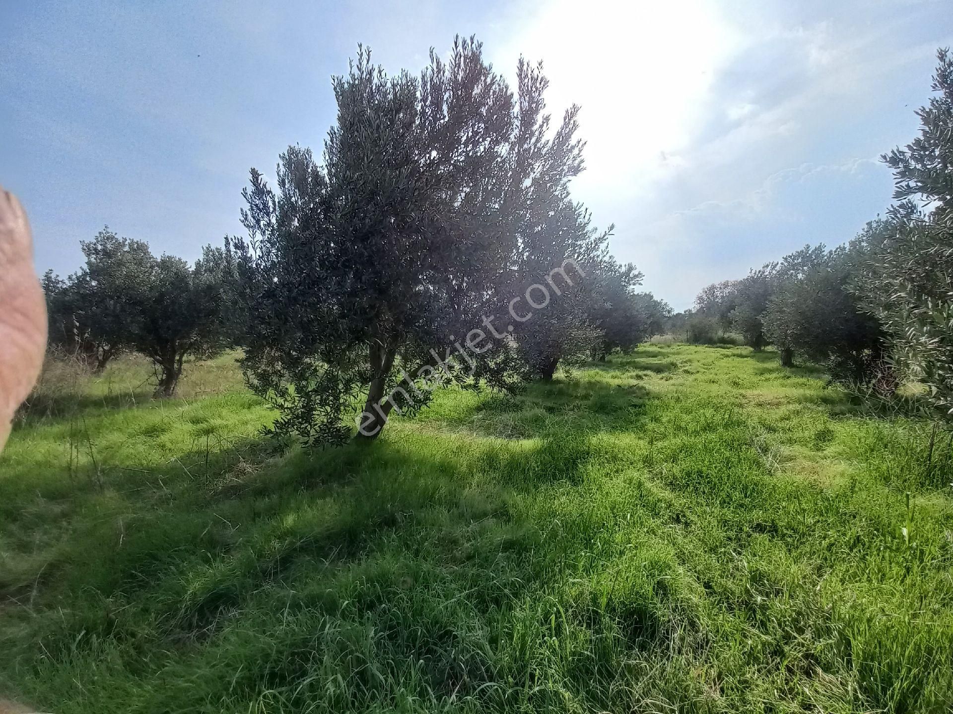 Satılık Müstakiltapu Zeytinlik - Görsel 30