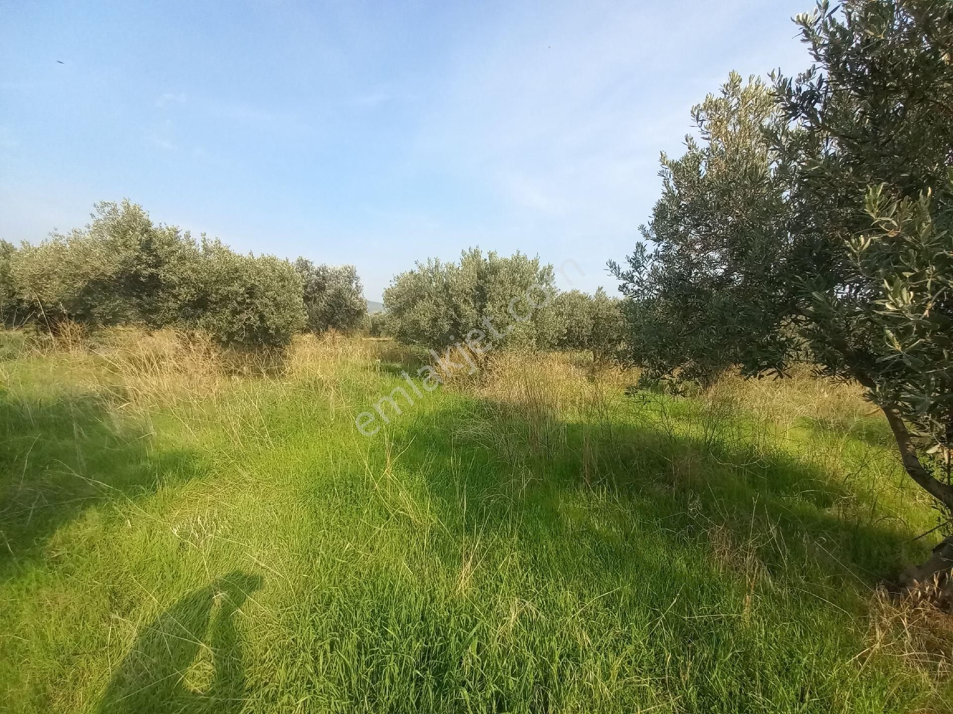 Satılık Müstakiltapu Zeytinlik - Görsel 29