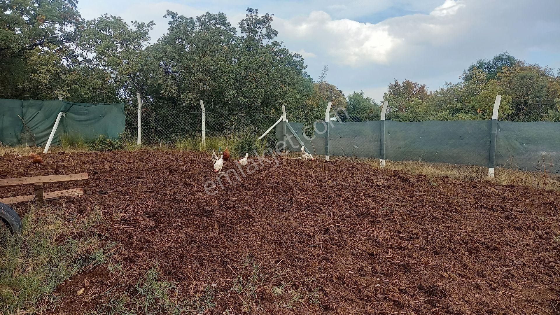 Satılık Her Şeyi Hazır Hobi Bahçesi - Görsel 3