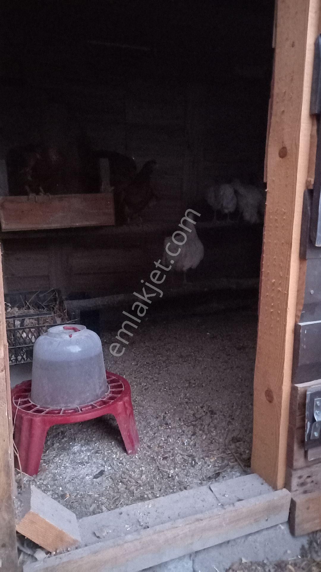 Satılık Her Şeyi Hazır Hobi Bahçesi - Görsel 21