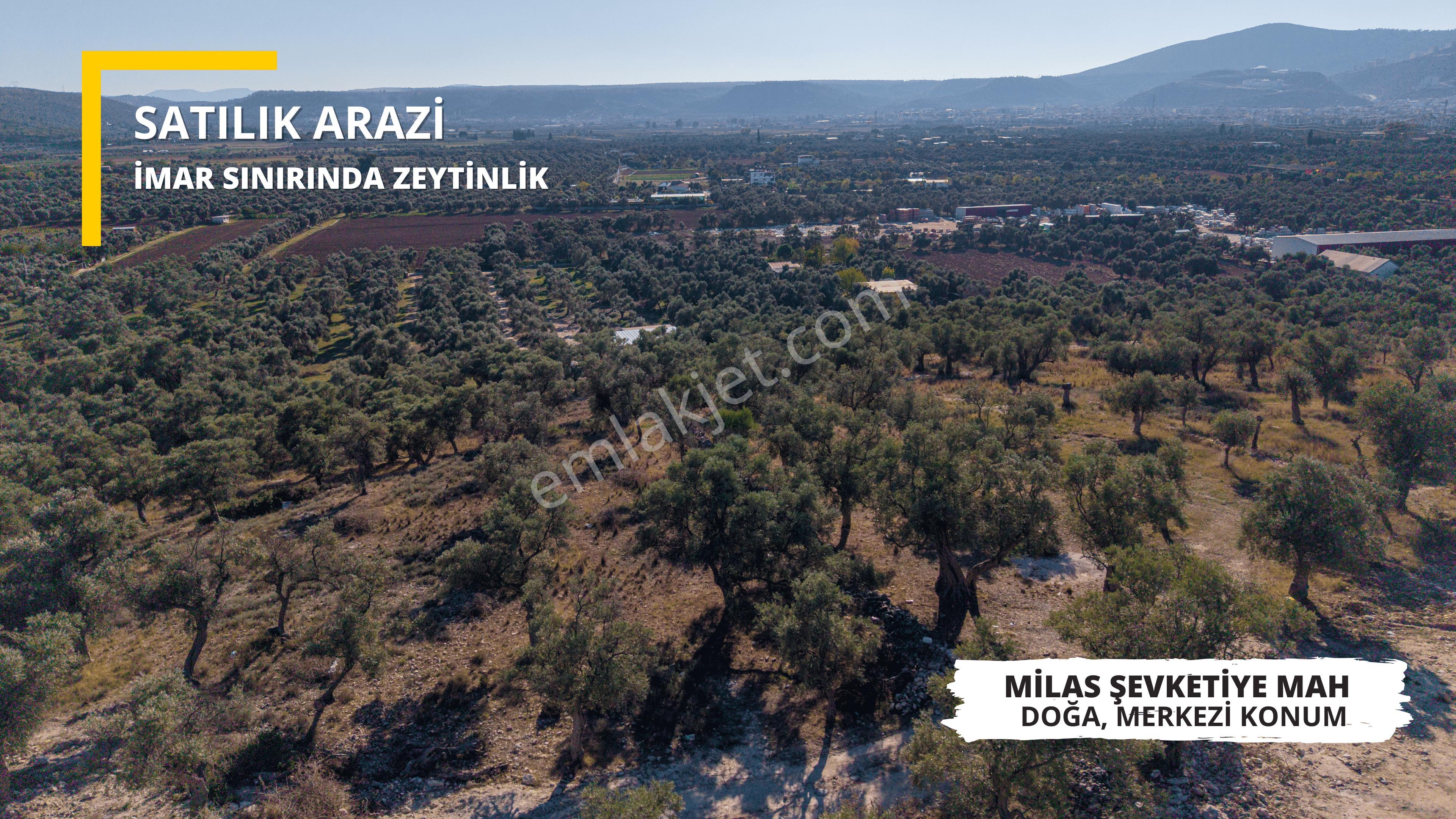 Milas Merkezde İmara Yakın Satılık 500 M2 Zeytinlik - Görsel 6