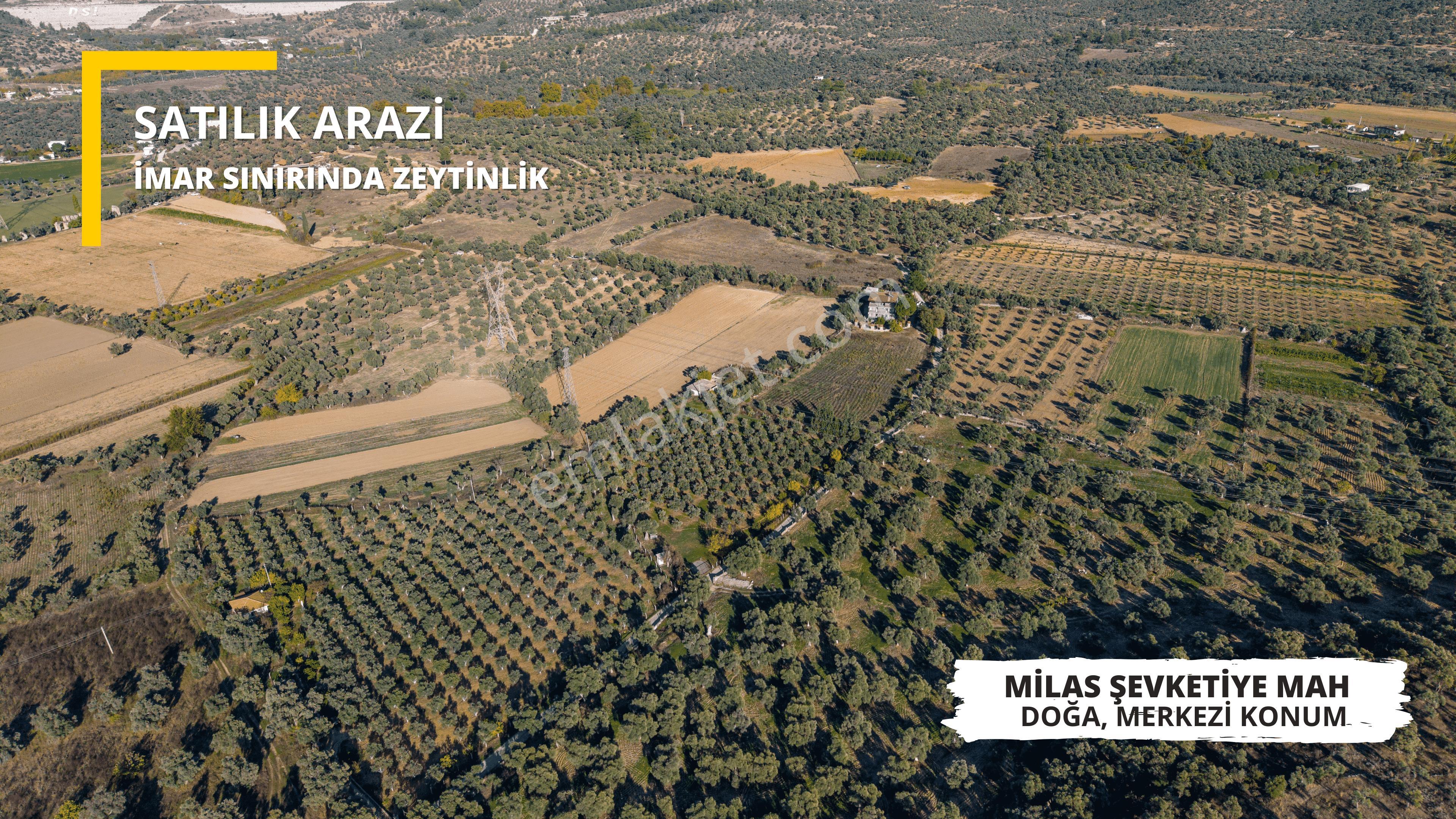 Milas Merkezde İmara Yakın Satılık 500 M2 Zeytinlik - Görsel 5