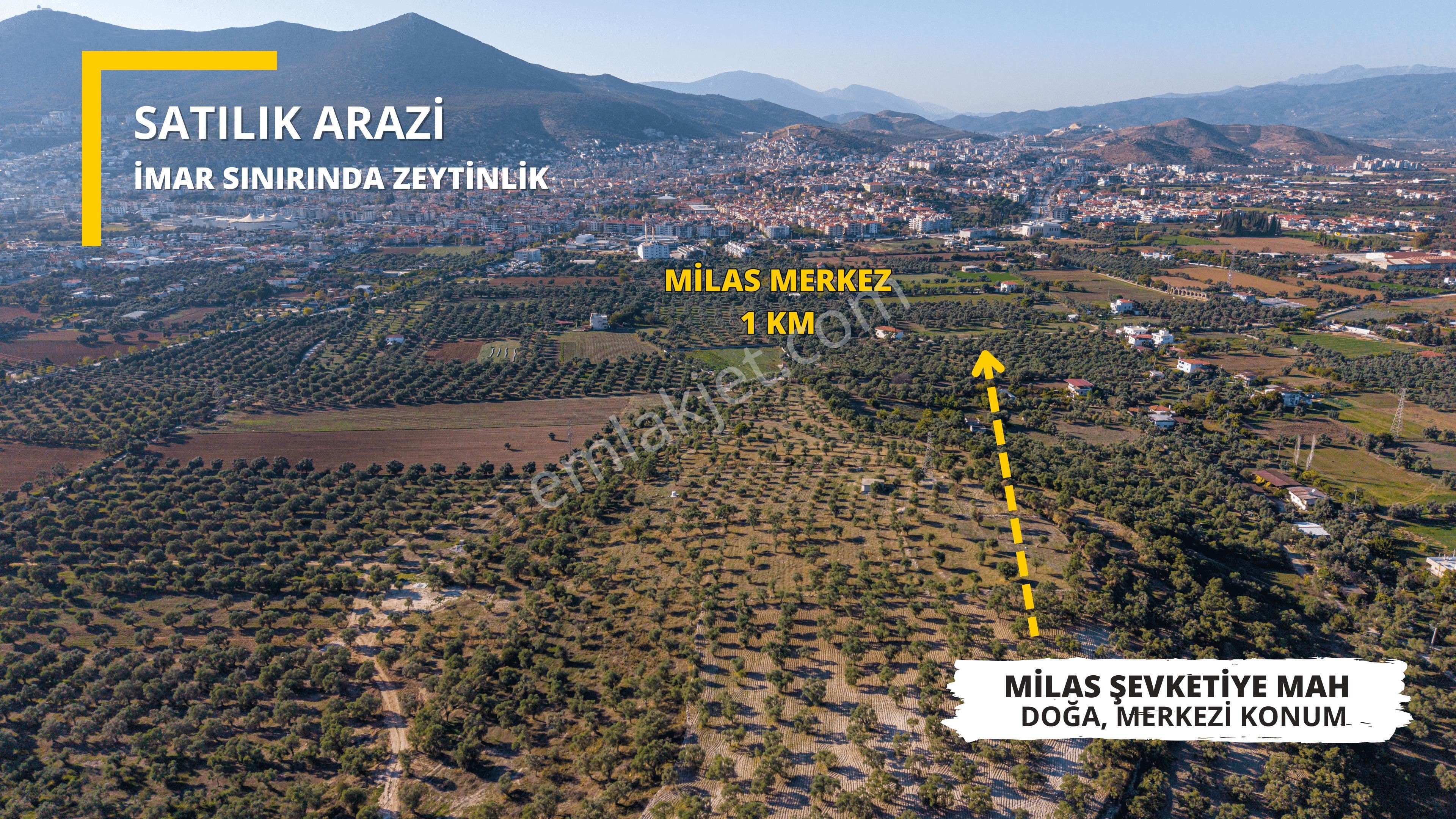Milas Merkezde İmara Yakın Satılık 500 M2 Zeytinlik - Görsel 3