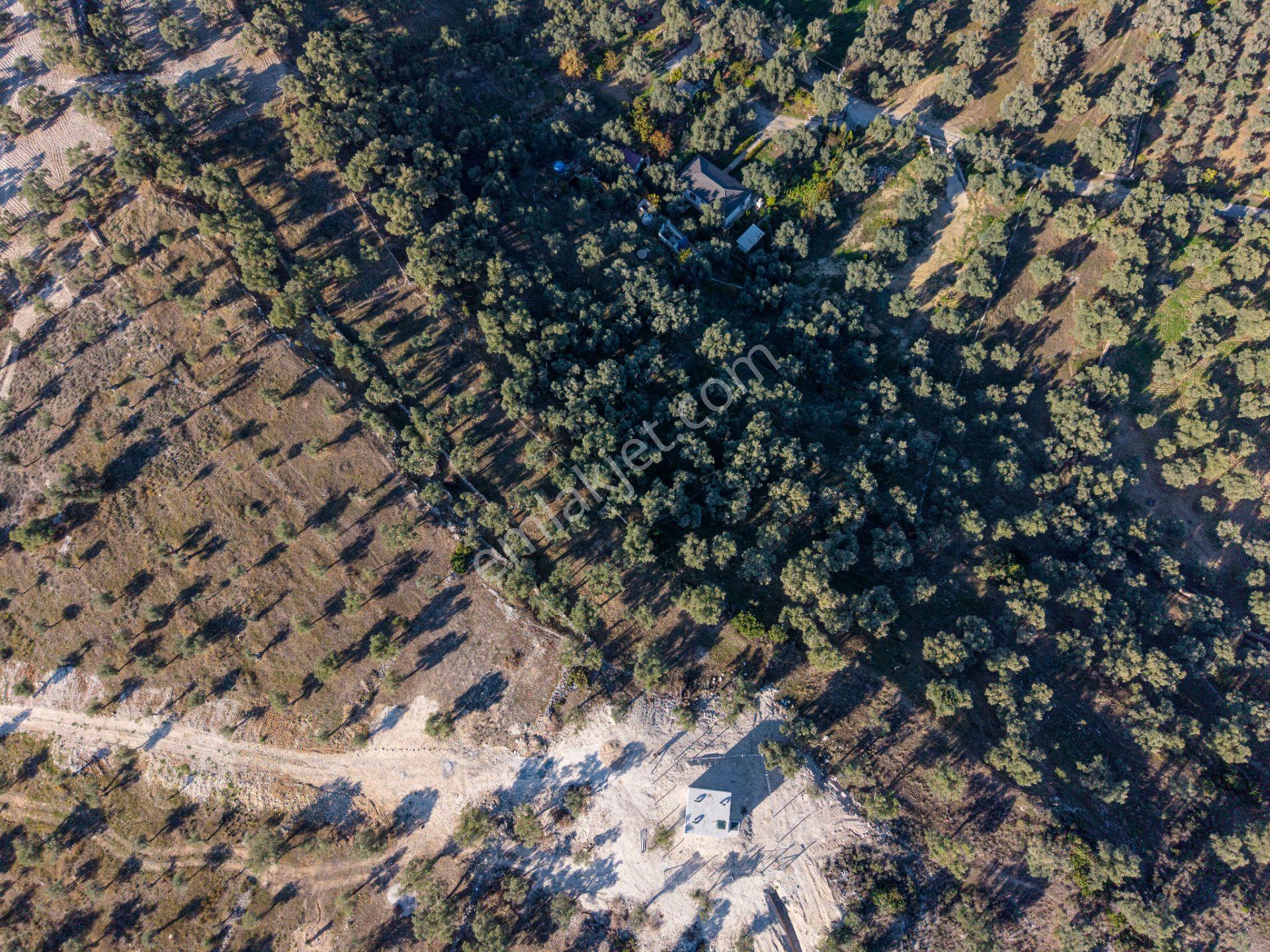Milas Merkezde İmara Yakın Satılık 500 M2 Zeytinlik - Görsel 9