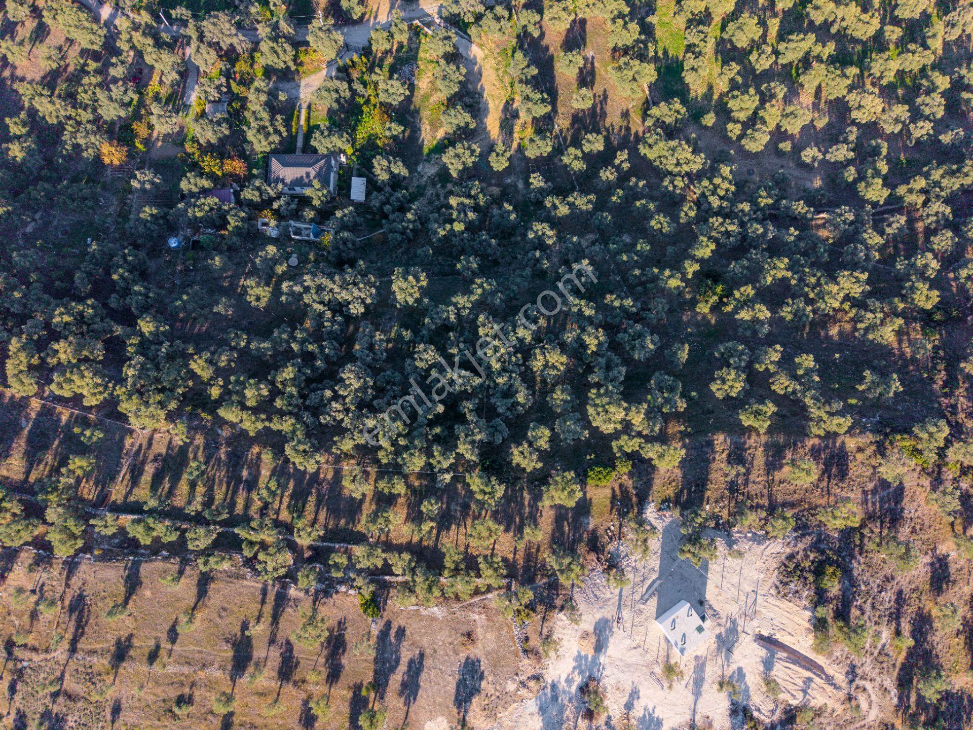 Milas Merkezde İmara Yakın Satılık 500 M2 Zeytinlik - Görsel 15