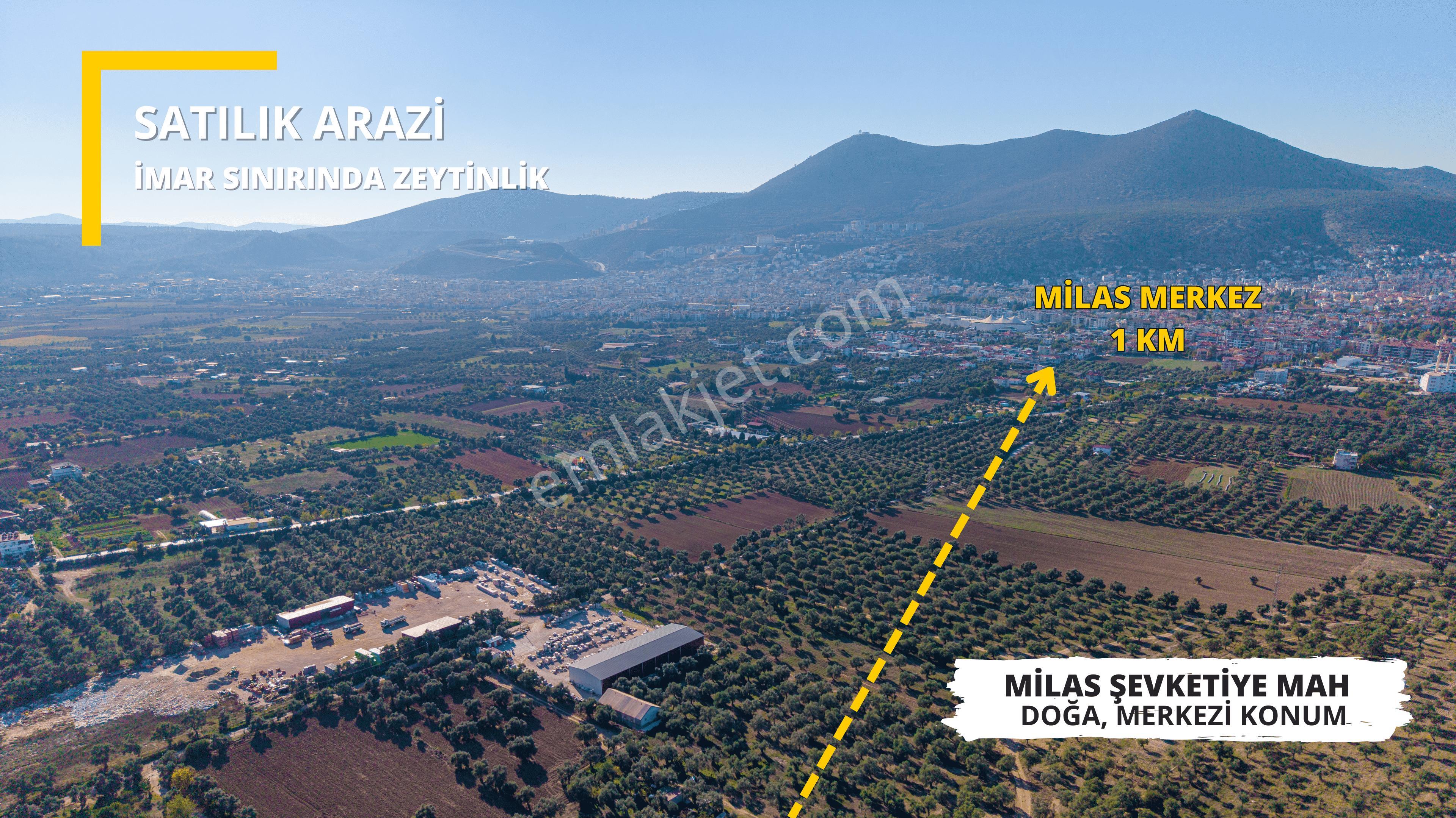Milas Merkezde İmara Yakın Satılık 500 M2 Zeytinlik - Görsel 2