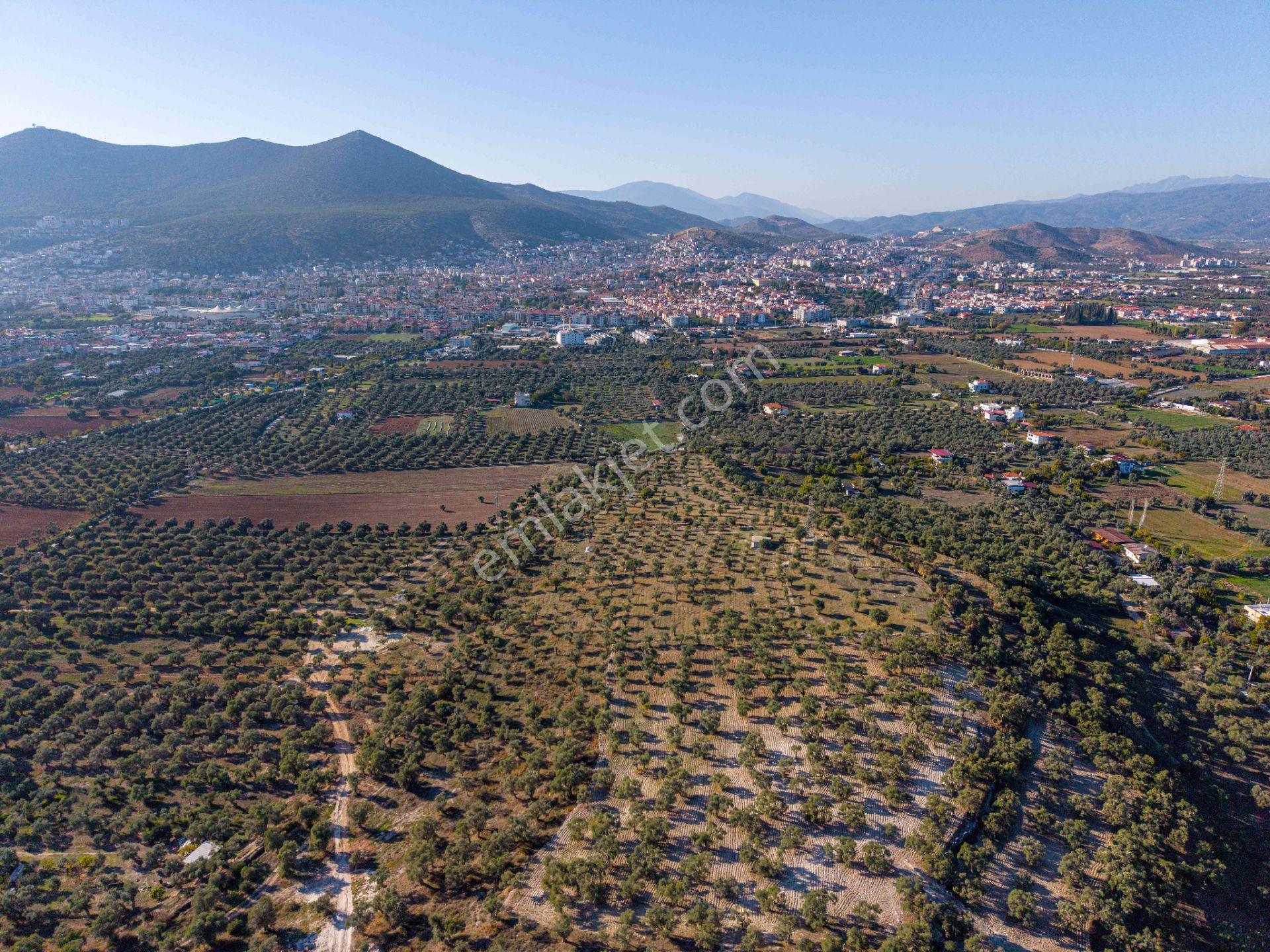Milas Merkezde İmara Yakın Satılık 500 M2 Zeytinlik - Görsel 12