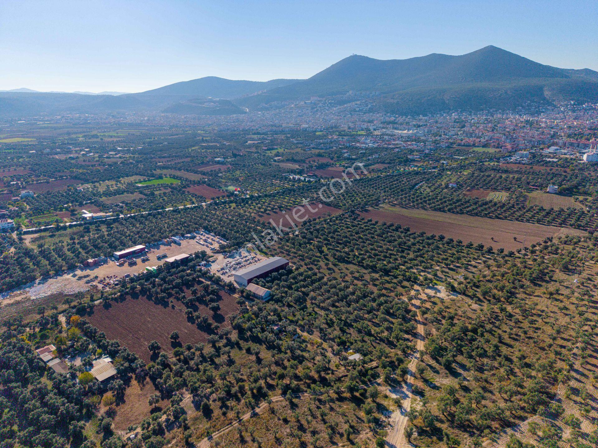 Milas Merkezde İmara Yakın Satılık 500 M2 Zeytinlik - Görsel 13