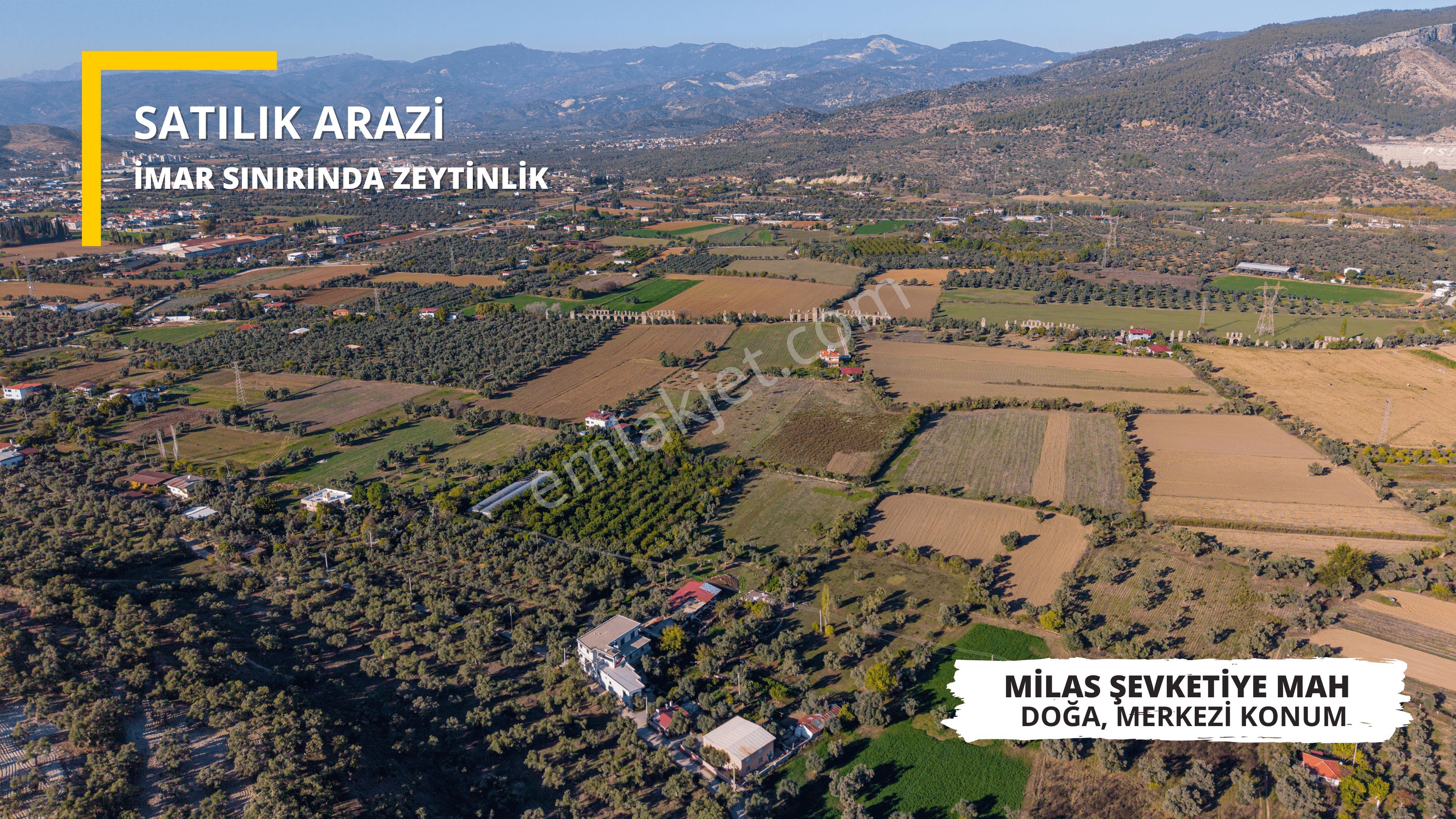 Milas Merkezde İmara Yakın Satılık 500 M2 Zeytinlik - Görsel 4
