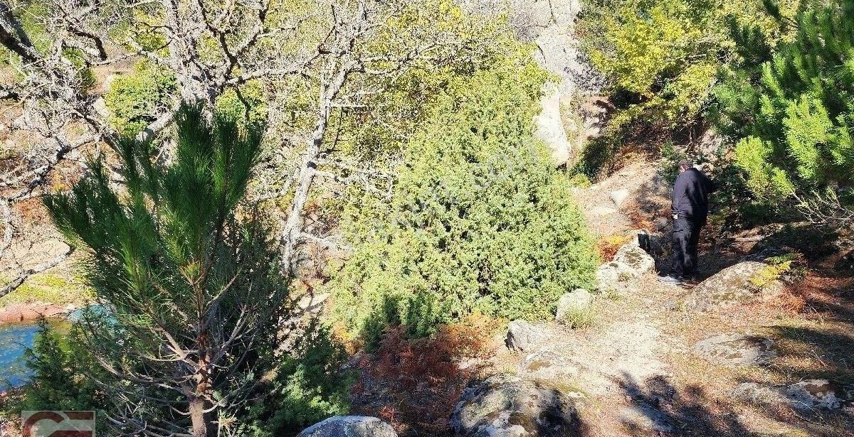 Burhaniye Kırtık Mahlesinde Kadastro Yollu Çamlık - Görsel 3