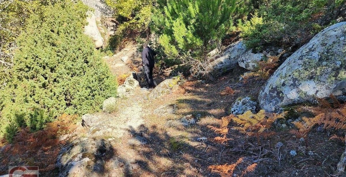 Burhaniye Kırtık Mahlesinde Kadastro Yollu Çamlık - Görsel 6