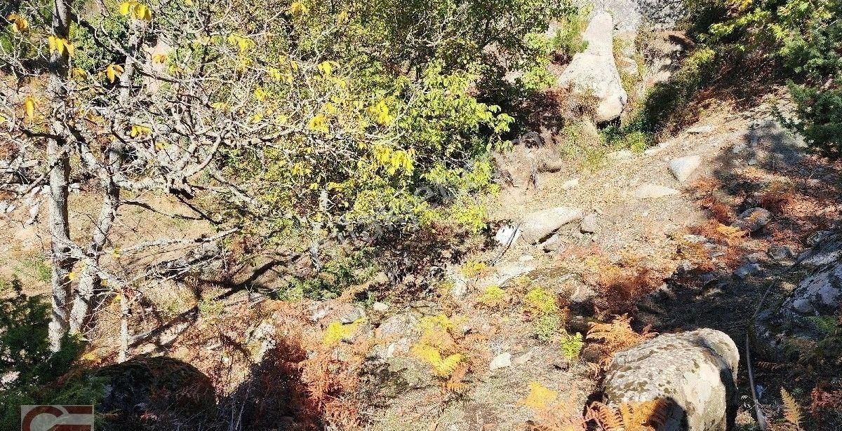 Burhaniye Kırtık Mahlesinde Kadastro Yollu Çamlık - Görsel 7