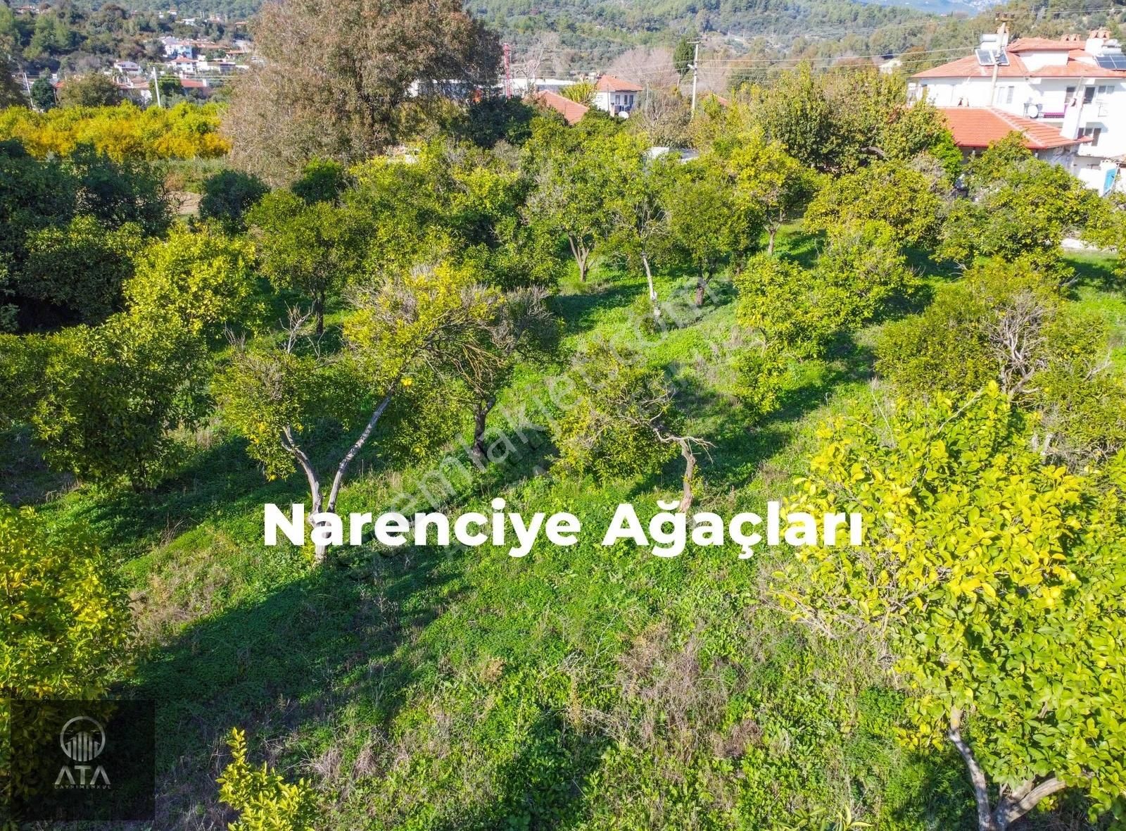 Ata'dan Ula Çıtlık'ta Köy İçi İmarlı 7.593 M² Çiftlik Arazisi - Görsel 13