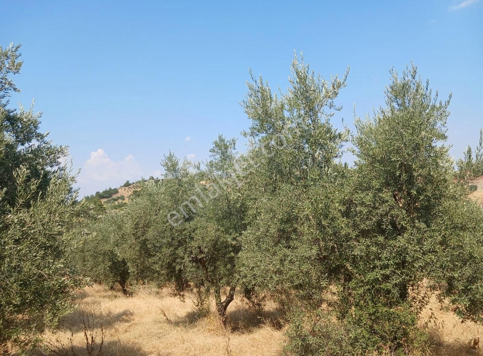 Manisa Ahmetli Alahıdır Mahallesinde 15138m² Zeytinlik Satılık - Görsel 17