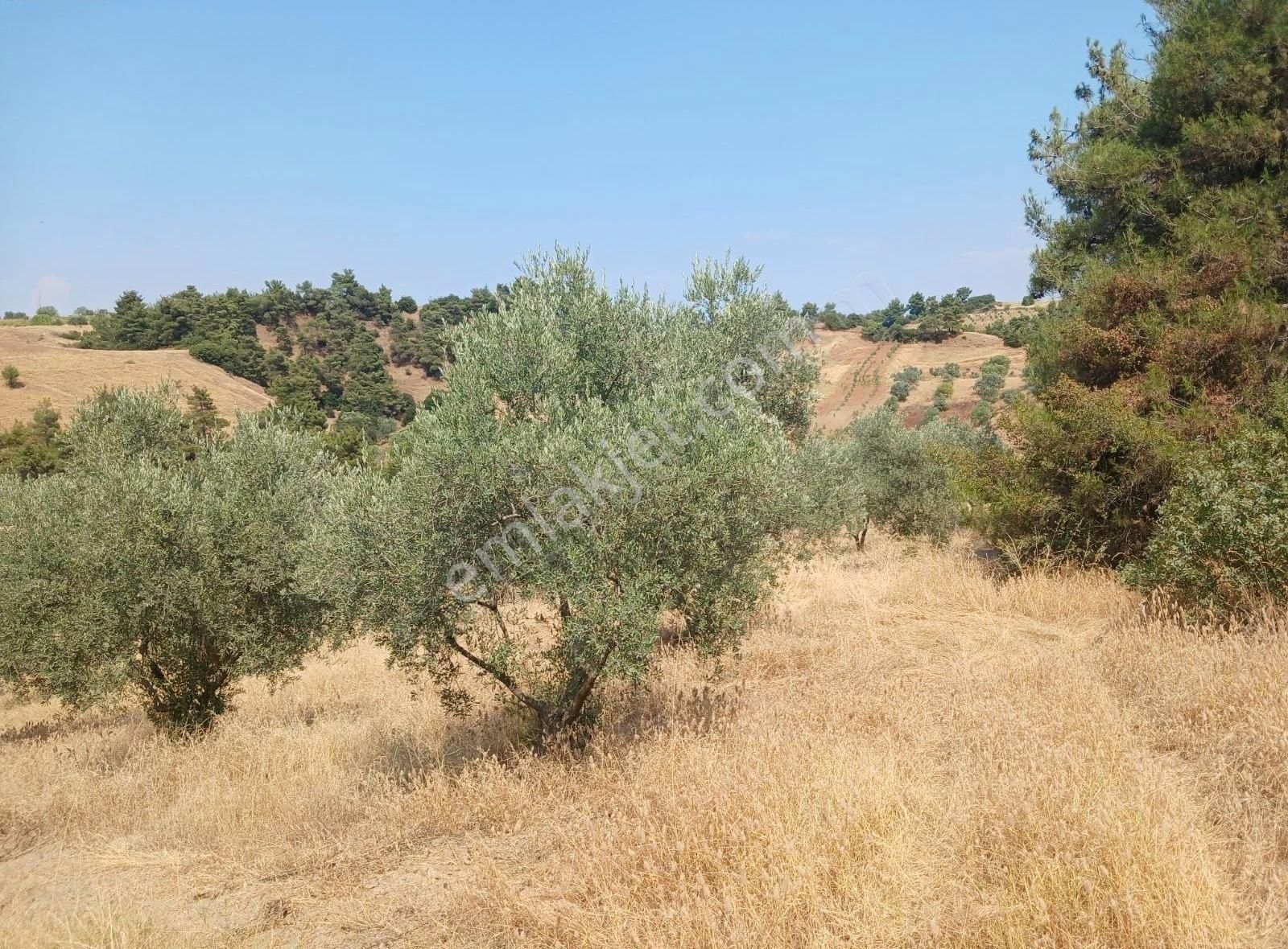 Manisa Ahmetli Alahıdır Mahallesinde 15138m² Zeytinlik Satılık - Görsel 7