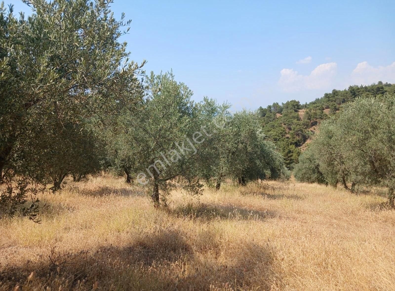 Manisa Ahmetli Alahıdır Mahallesinde 15138m² Zeytinlik Satılık - Görsel 30