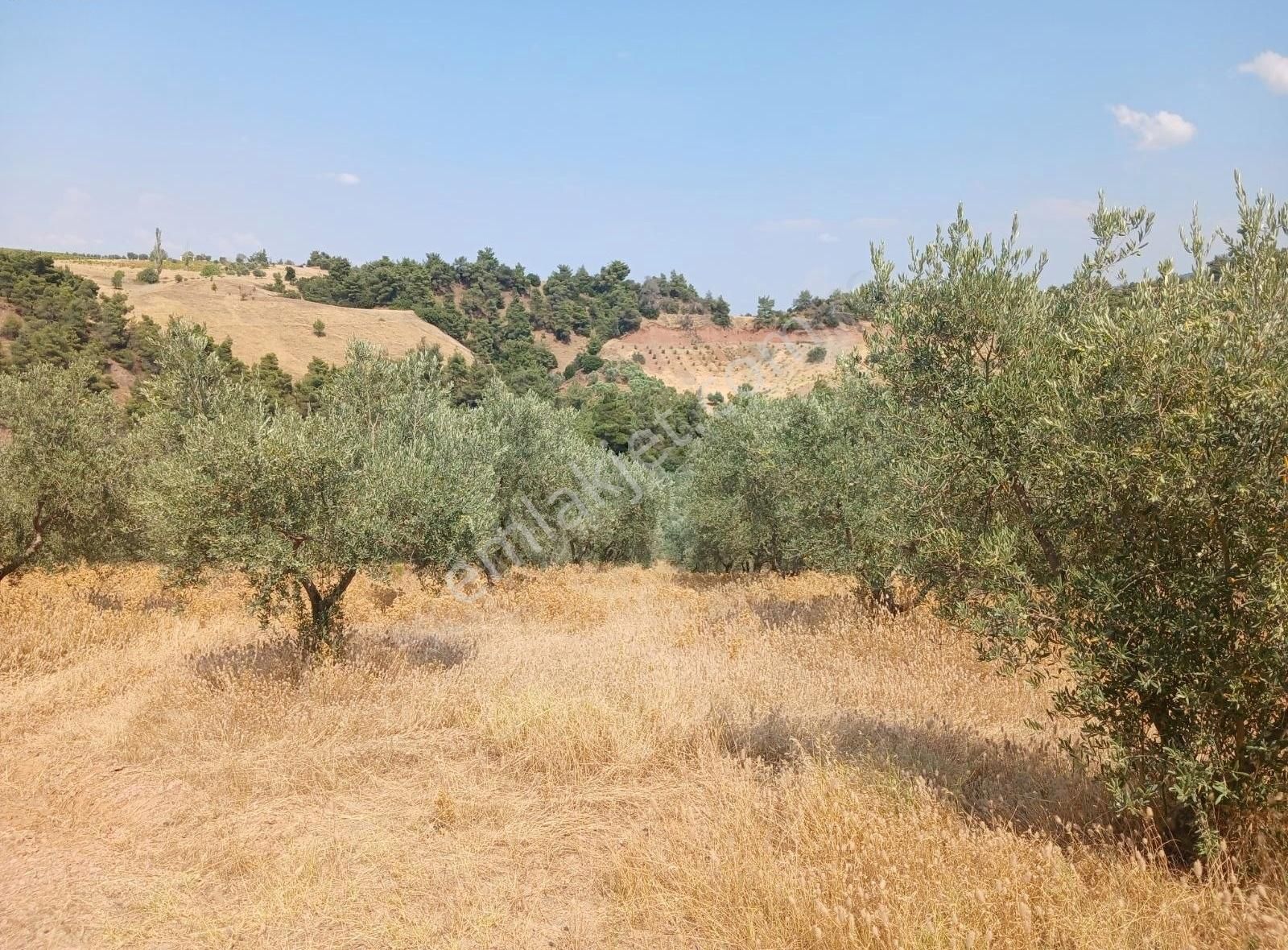 Manisa Ahmetli Alahıdır Mahallesinde 15138m² Zeytinlik Satılık - Görsel 14