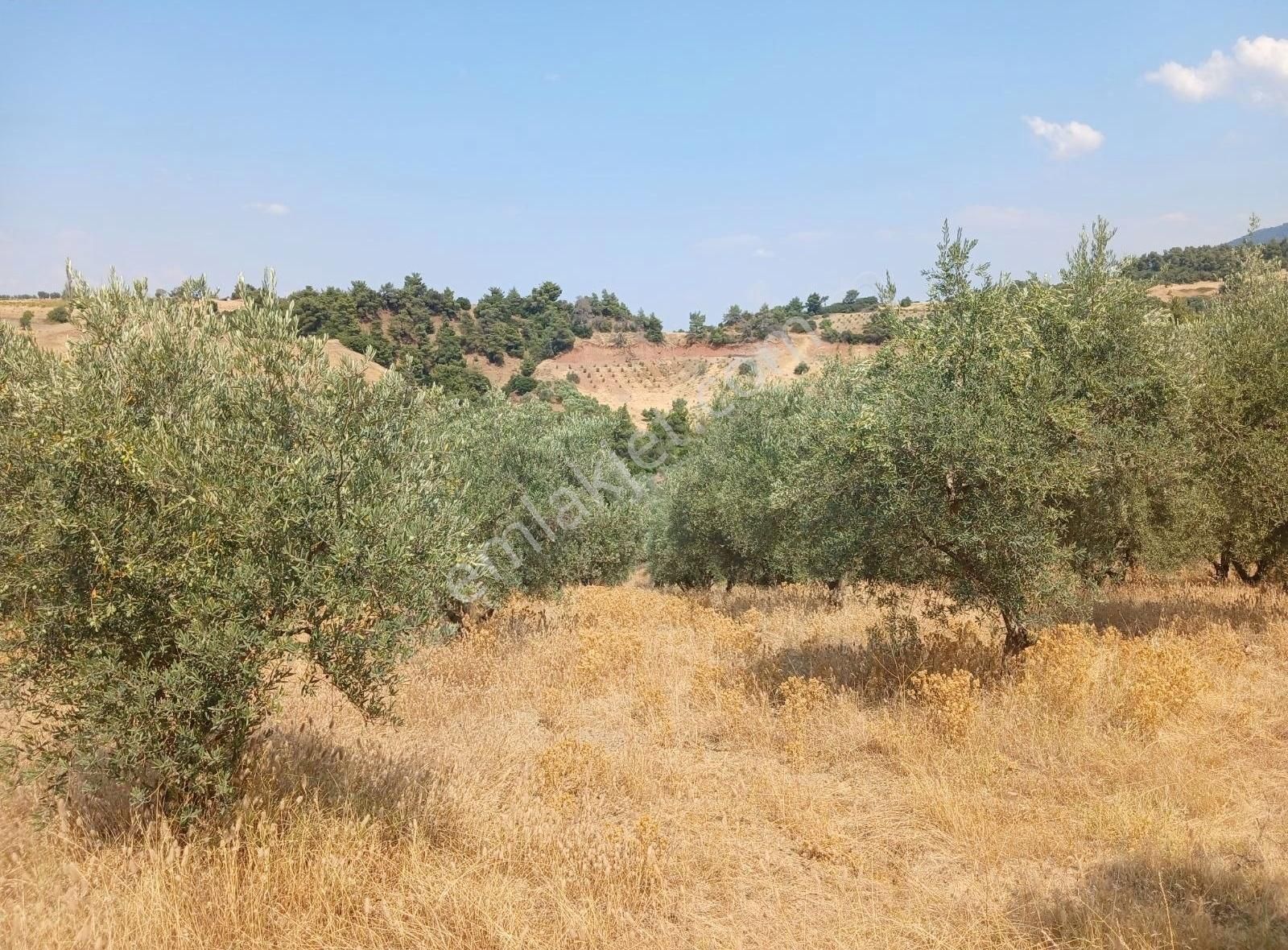 Manisa Ahmetli Alahıdır Mahallesinde 15138m² Zeytinlik Satılık - Görsel 23