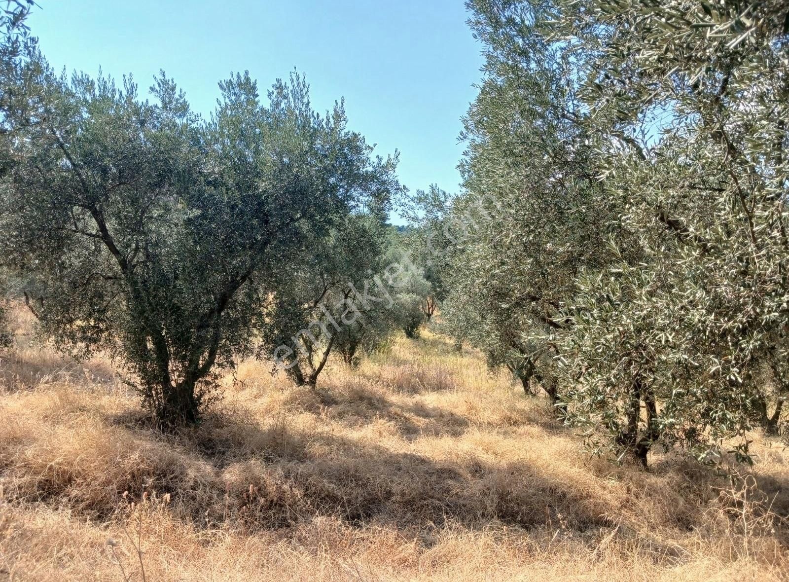 Manisa Ahmetli Alahıdır Mahallesinde 15138m² Zeytinlik Satılık