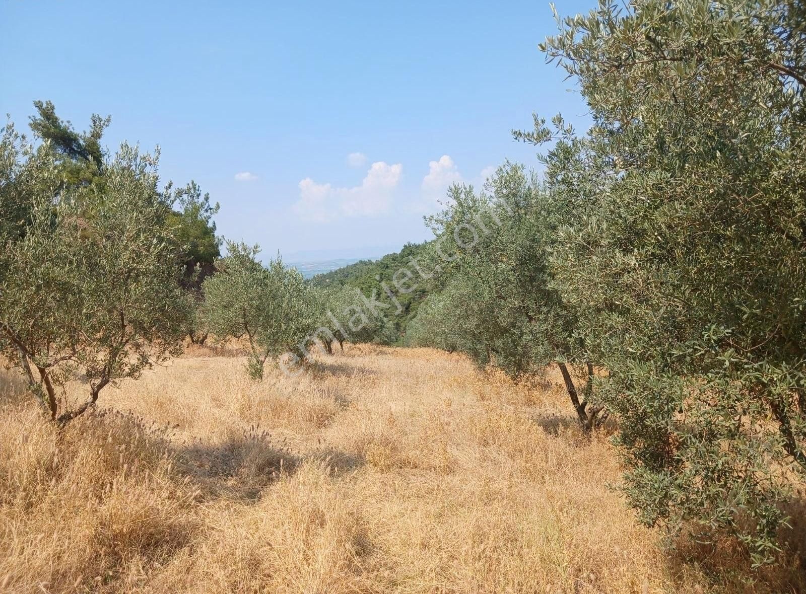 Manisa Ahmetli Alahıdır Mahallesinde 15138m² Zeytinlik Satılık - Görsel 22