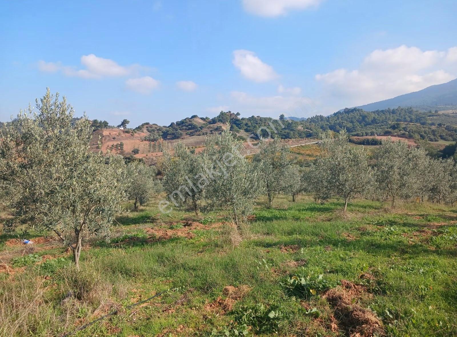 Manisa Ahmetli Alahıdır Mahallesi 6200m² Zeytinlik Satılık - Görsel 3