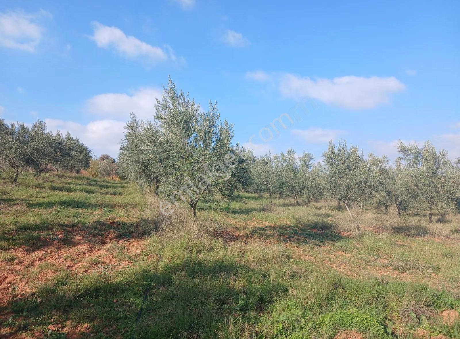 Manisa Ahmetli Alahıdır Mahallesi 6200m² Zeytinlik Satılık - Görsel 2