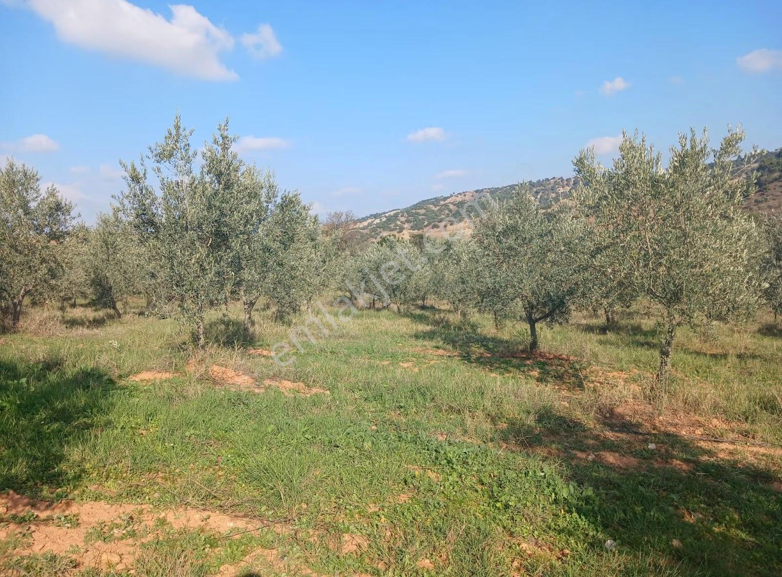 Manisa Ahmetli Alahıdır Mahallesi 6200m² Zeytinlik Satılık - Görsel 20